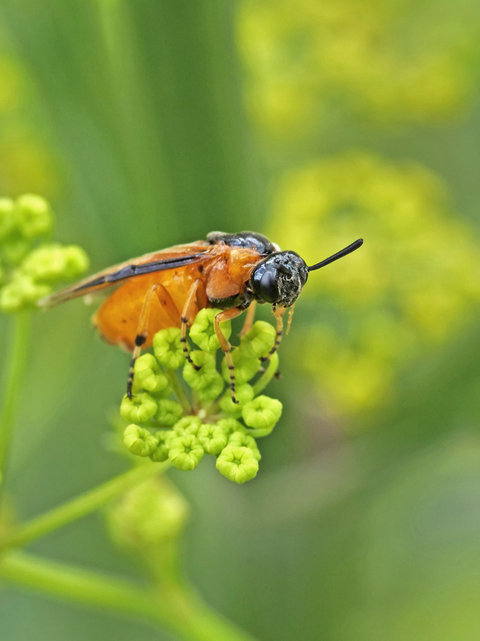 Rosenbürstenhornwespe