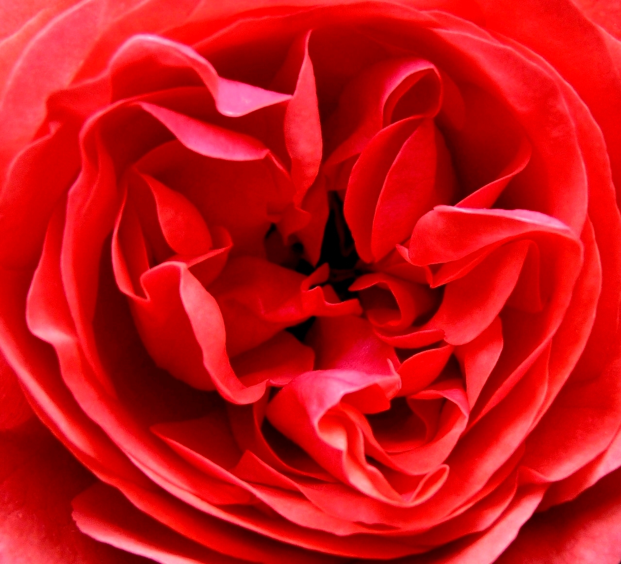 Rosenrot