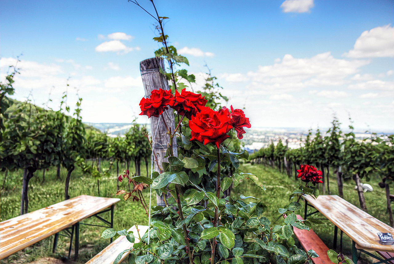 Rosenstock im Weinberg