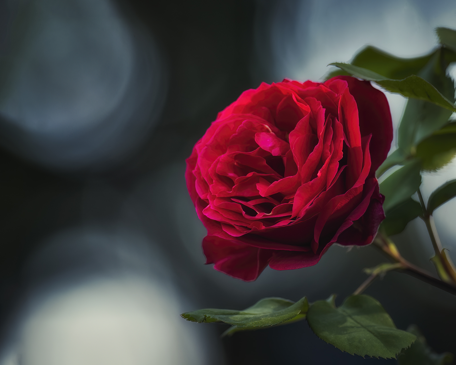 Roses are red...