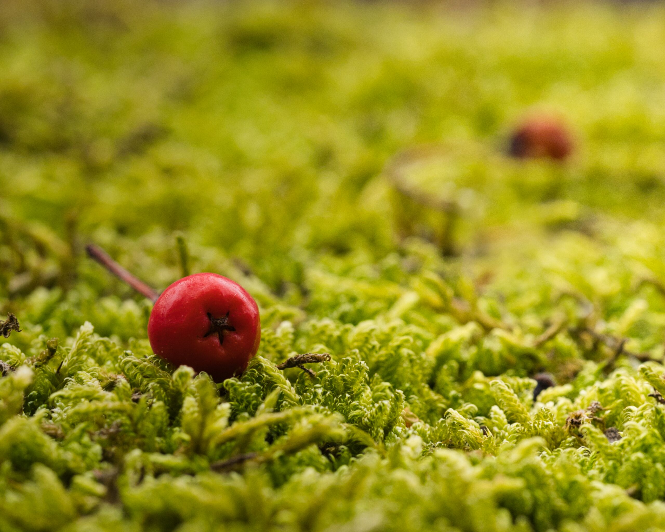 Rot auf Grün