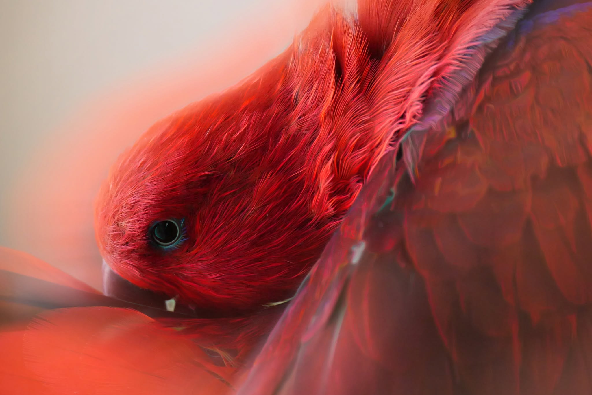 Rot
