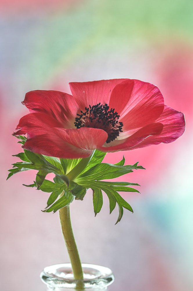 rote Anemone