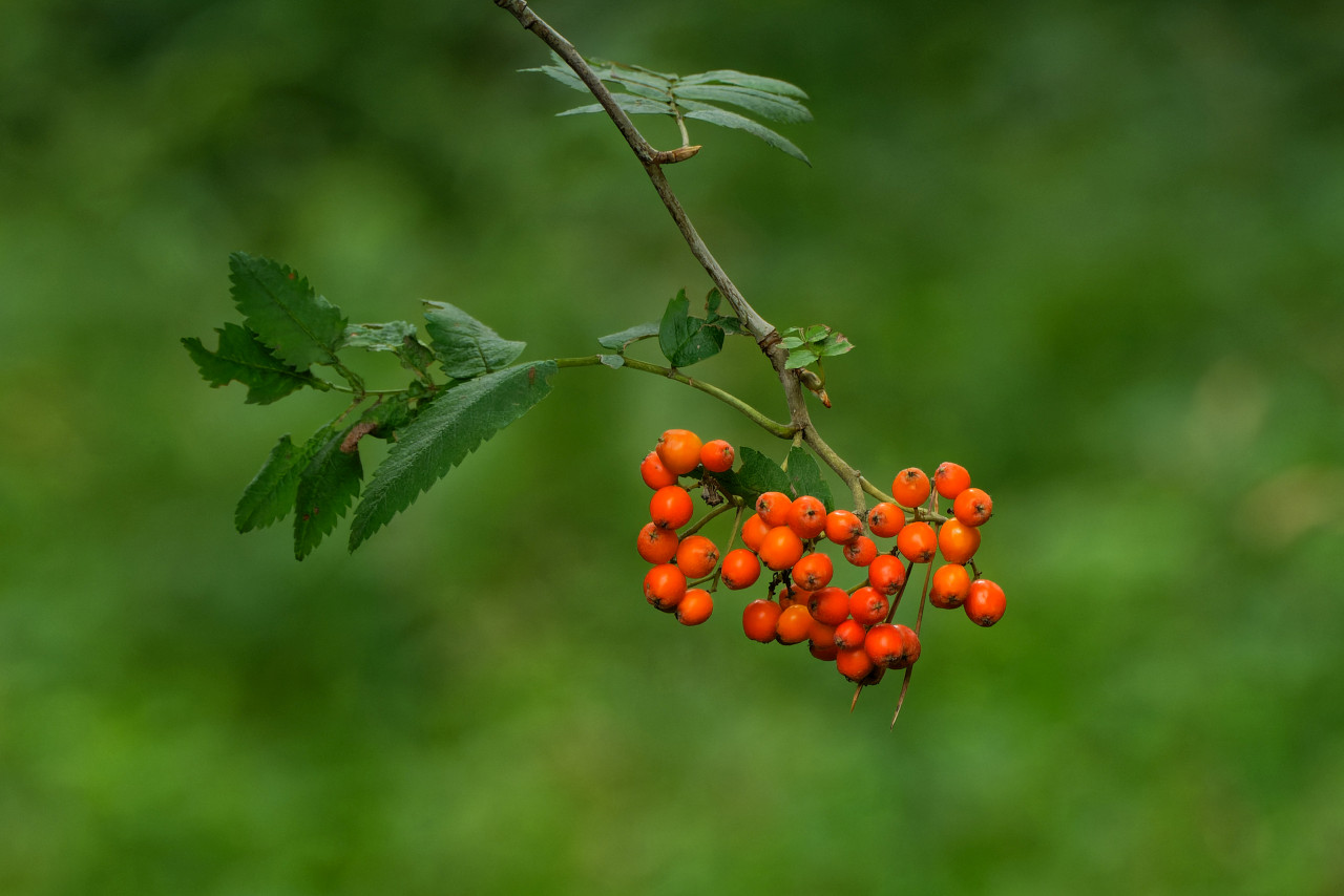 Rote Beeren