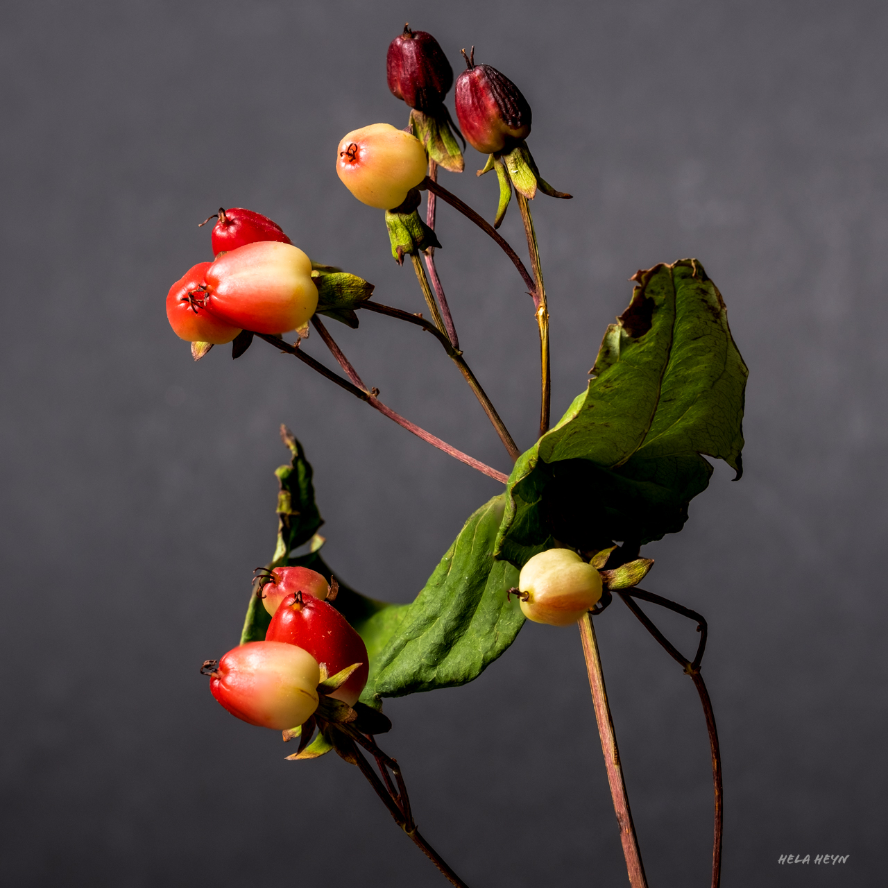 Rote Beeren | d-pixx.de Forum