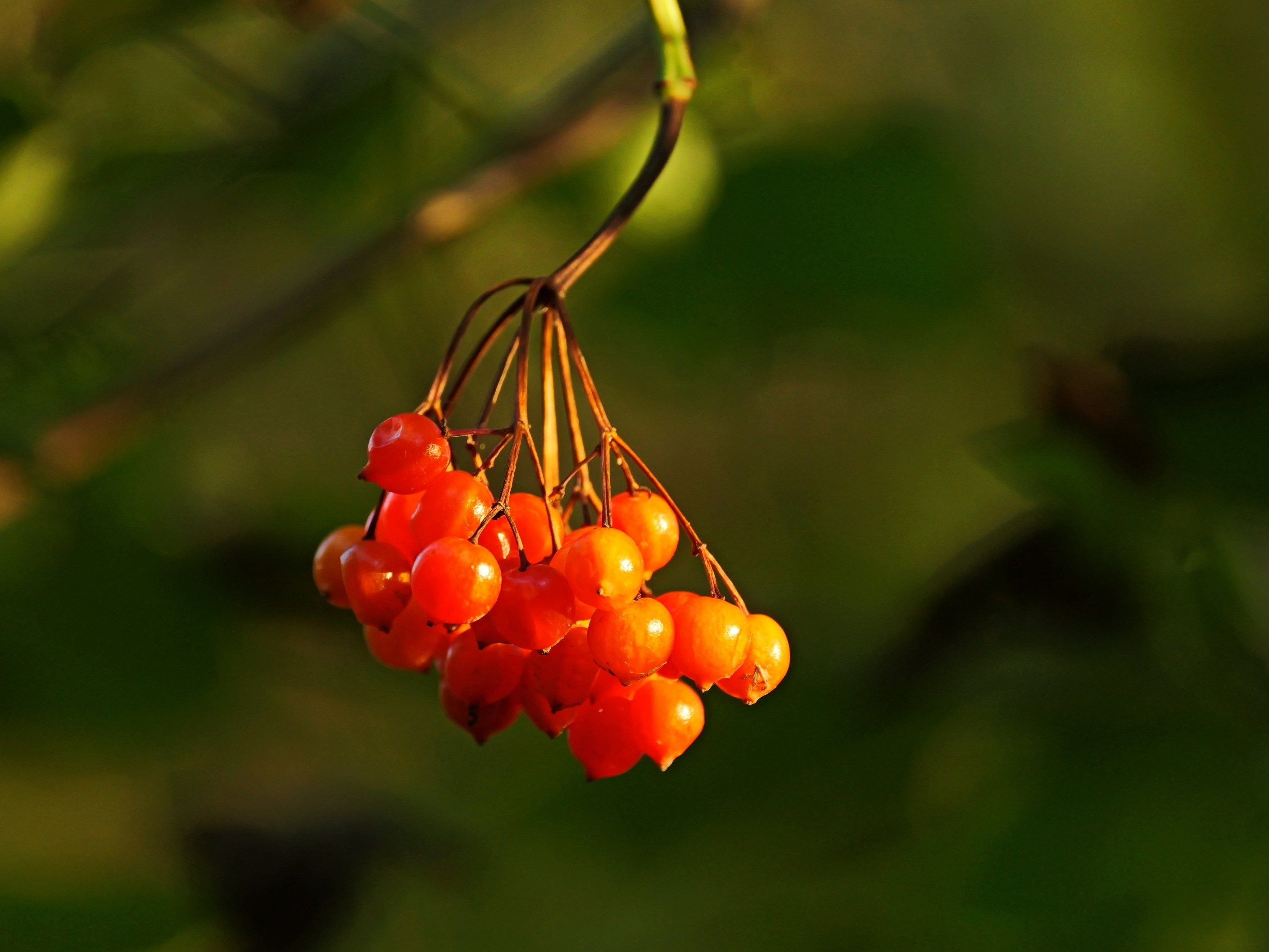 Rote Beeren.