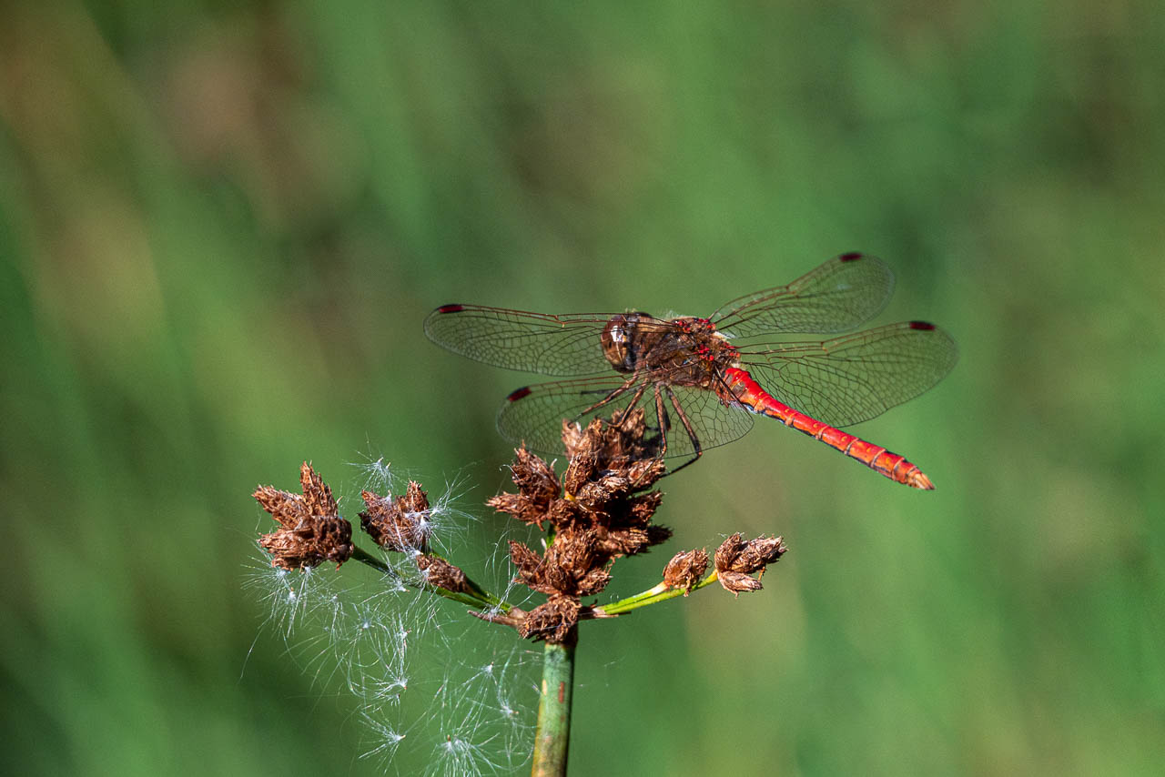 rote Heidelibelle