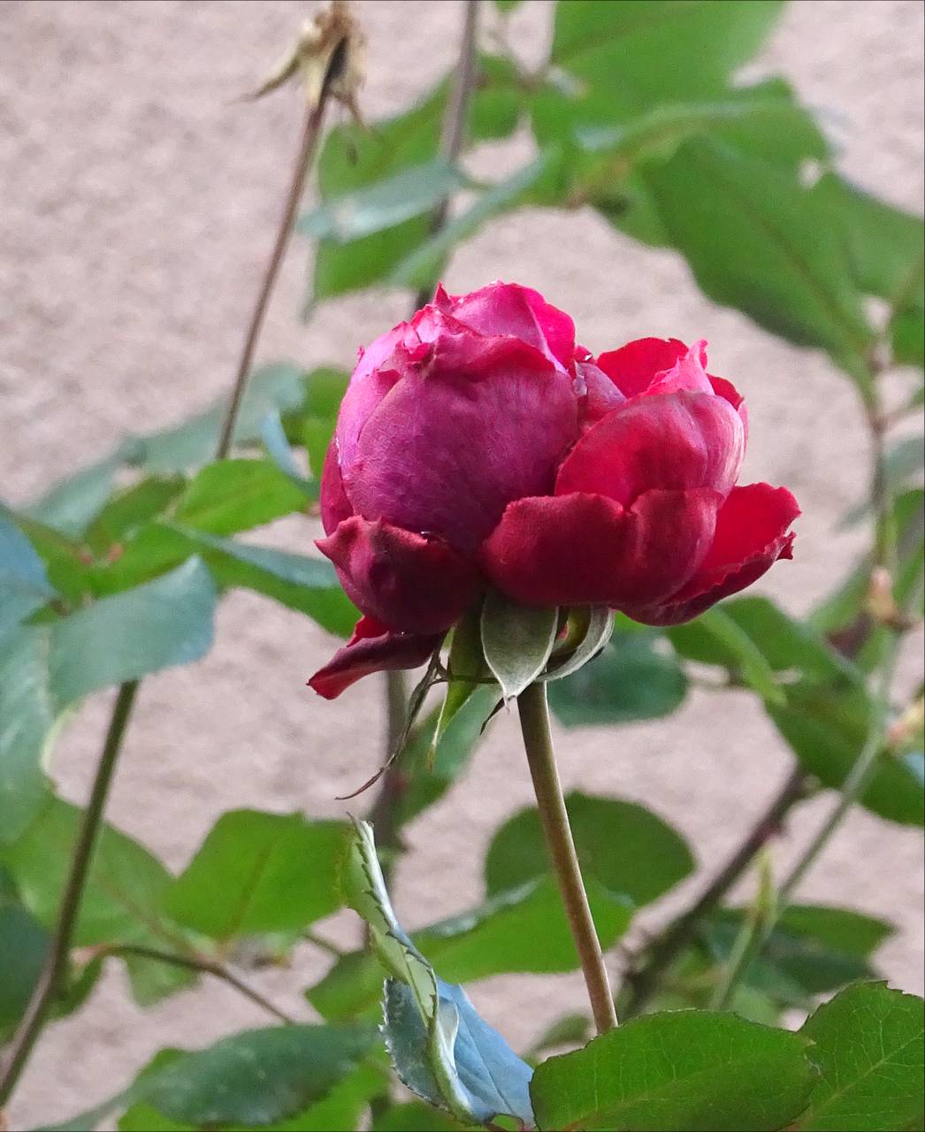 Rote Januar-Rose