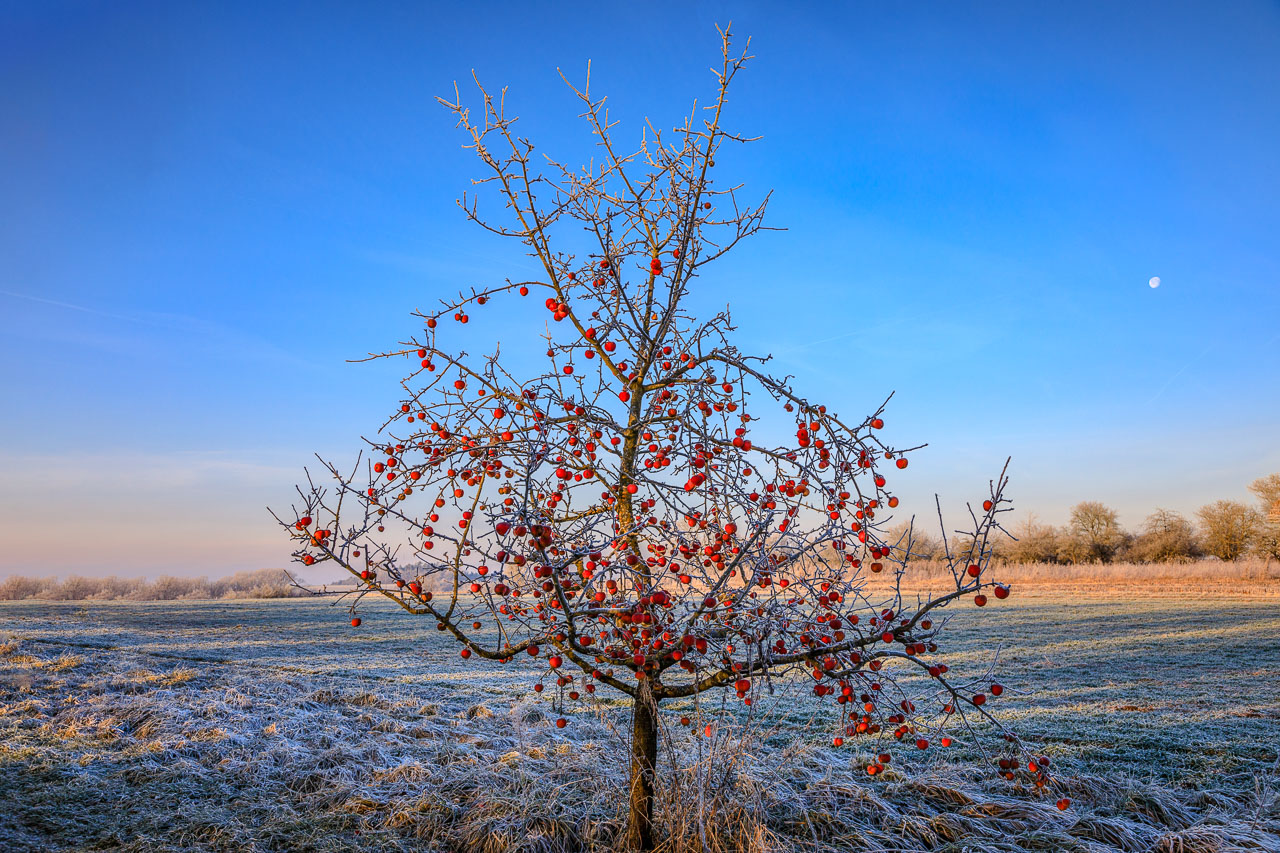 Rote Kugeln am Baum