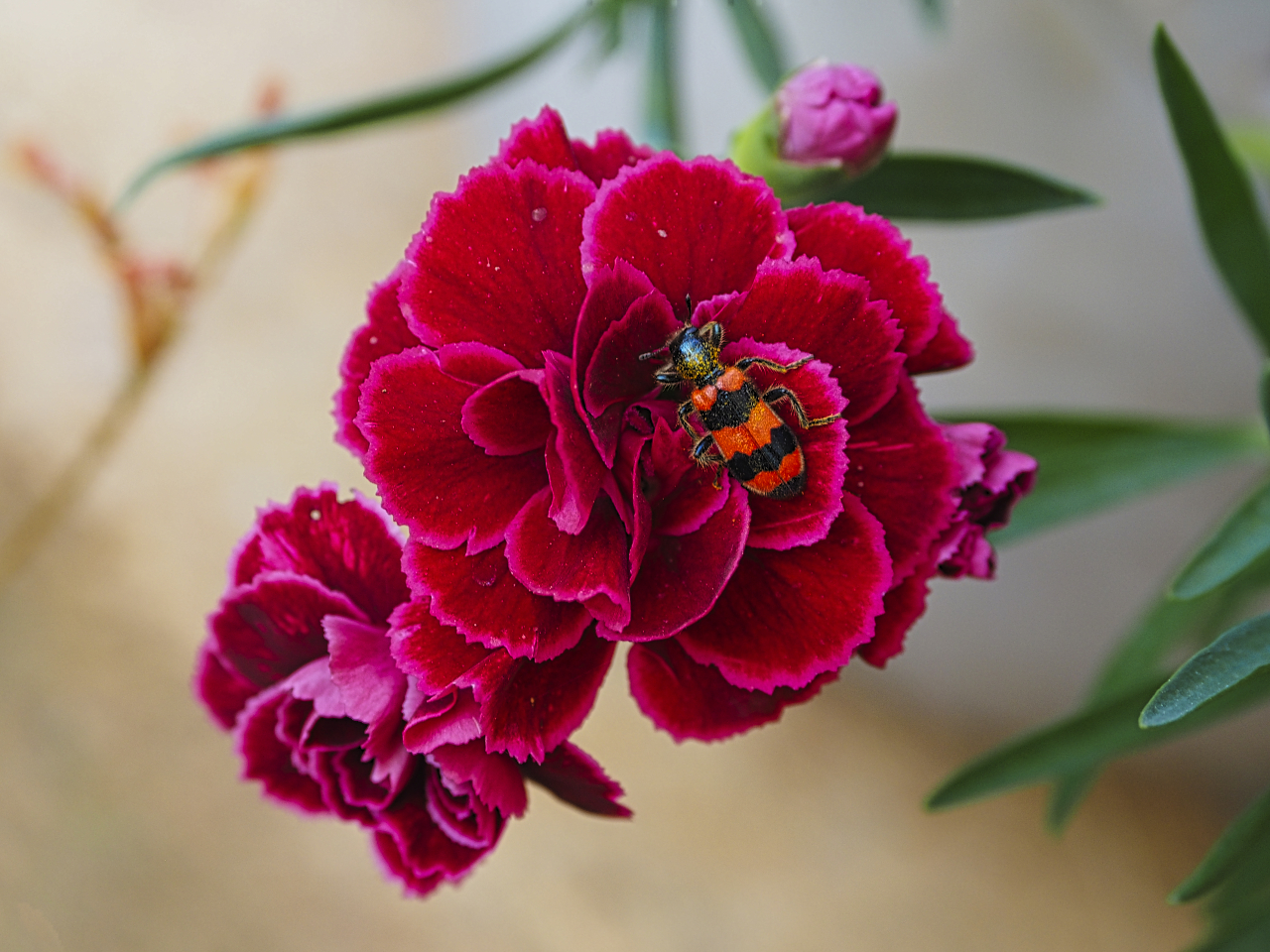 Rote Nelke ,gemeiner Bienenkäfer