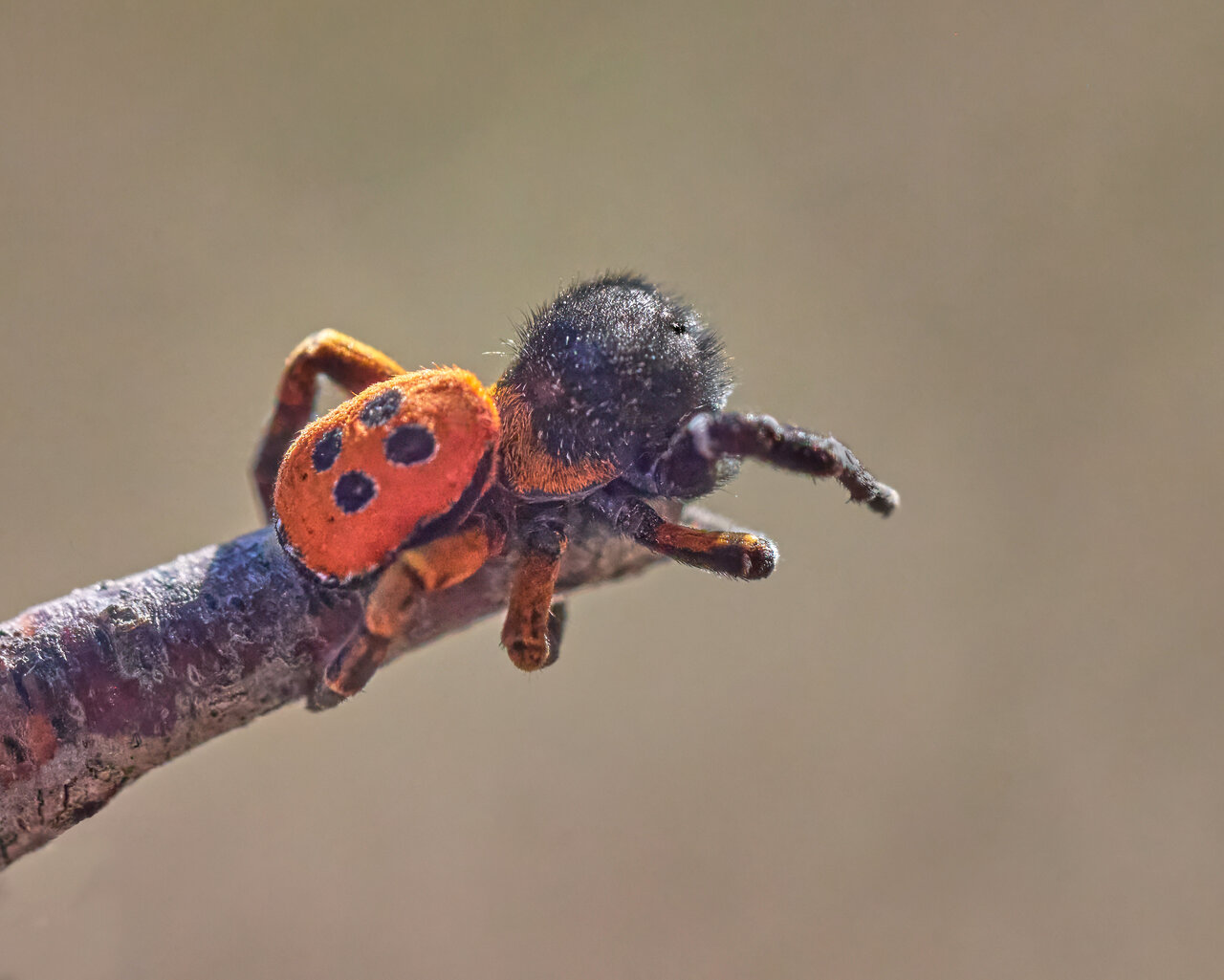 rote Röhrenspinne dpixx.de Forum