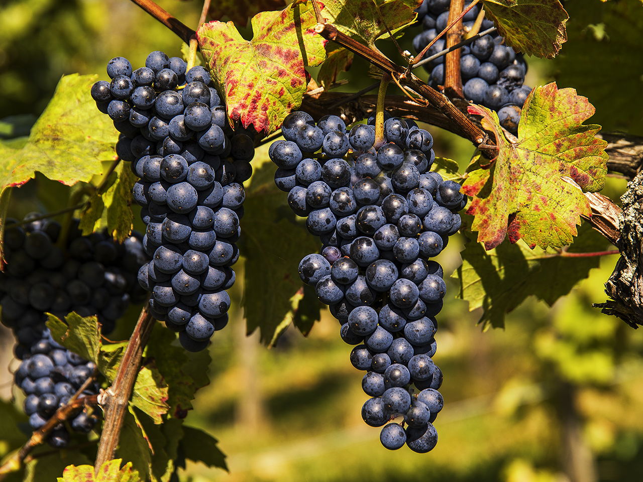 Rote Trauben | d-pixx.de Forum