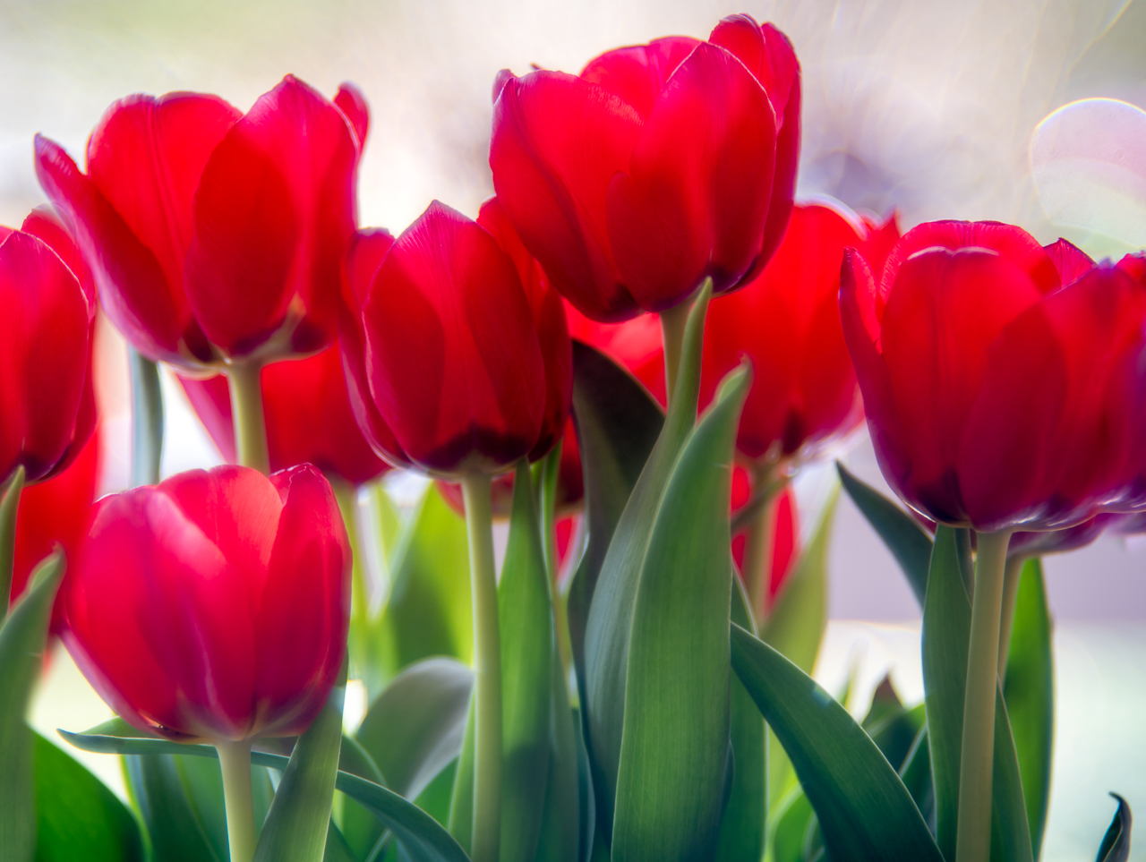 rote Tulpen am Fenster