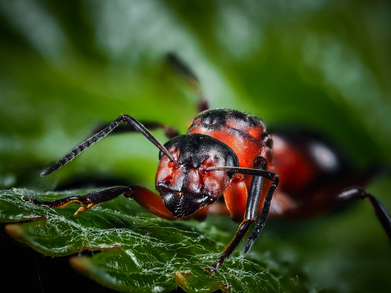 Rote Waldameise