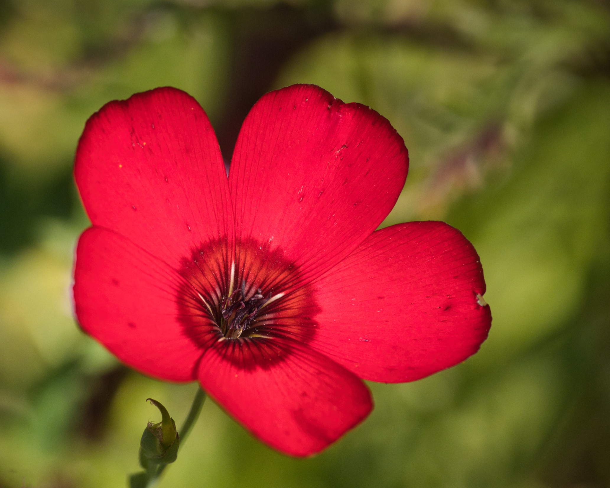 Roter Lein