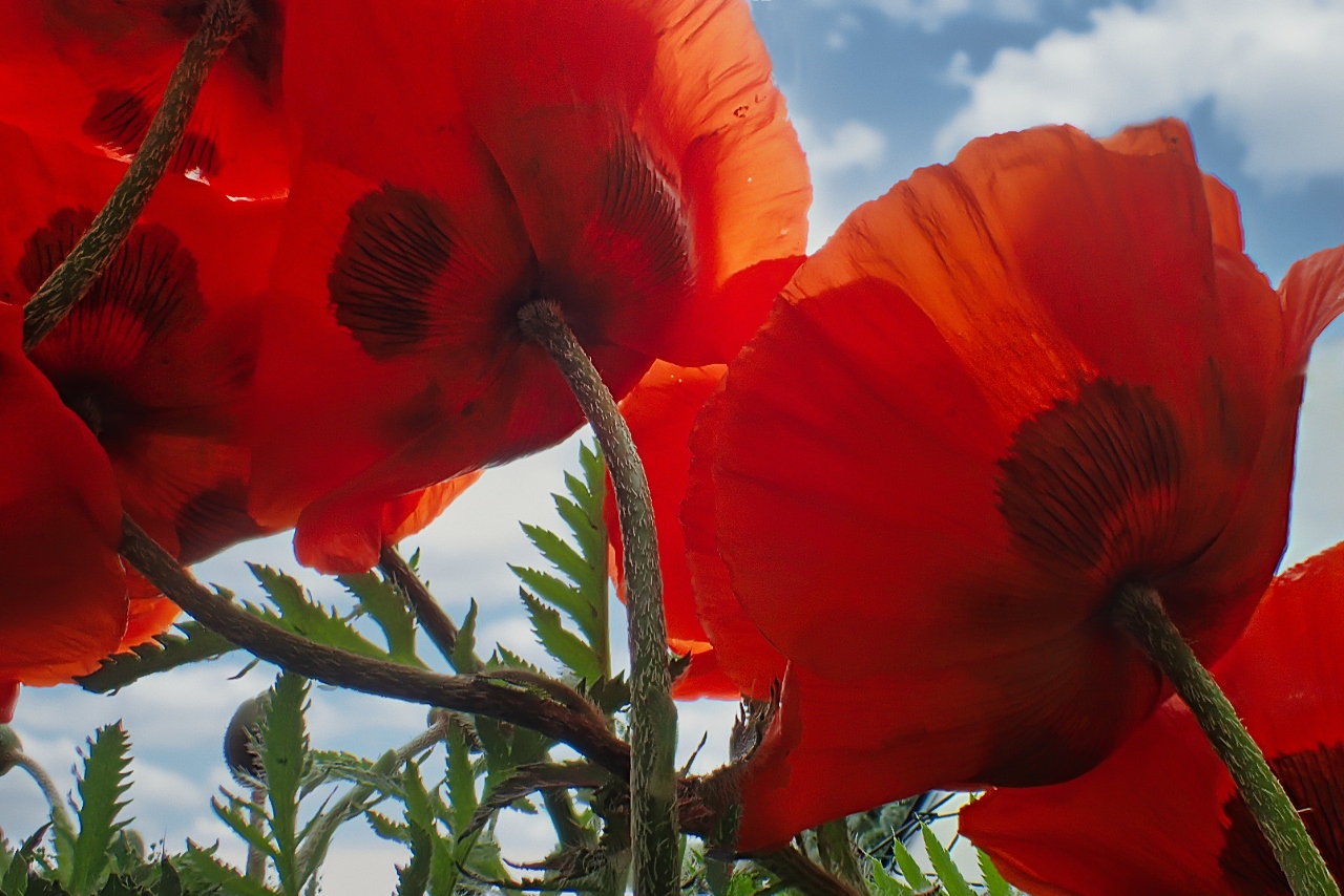 Roter Mohn