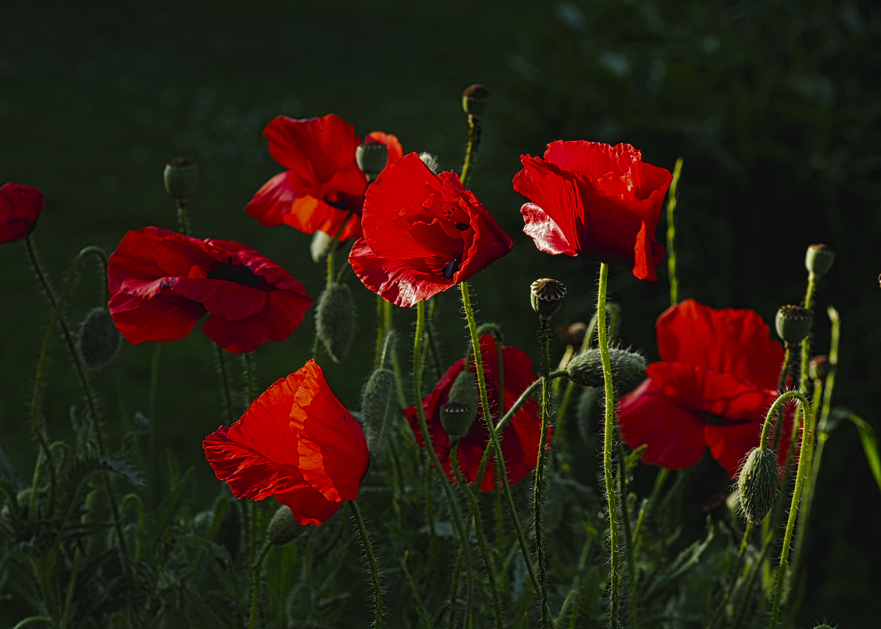 roter Mohn