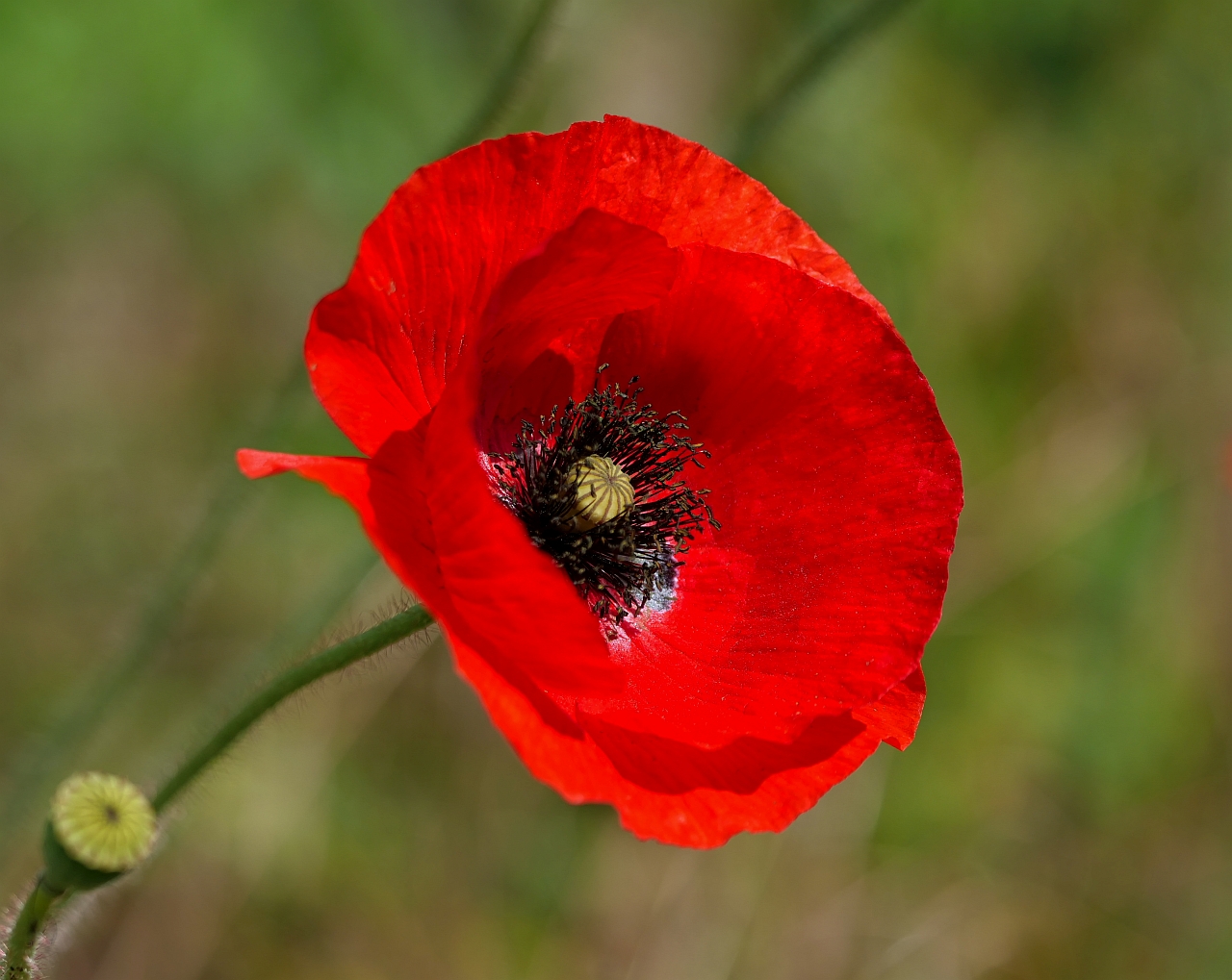 roter Mohn