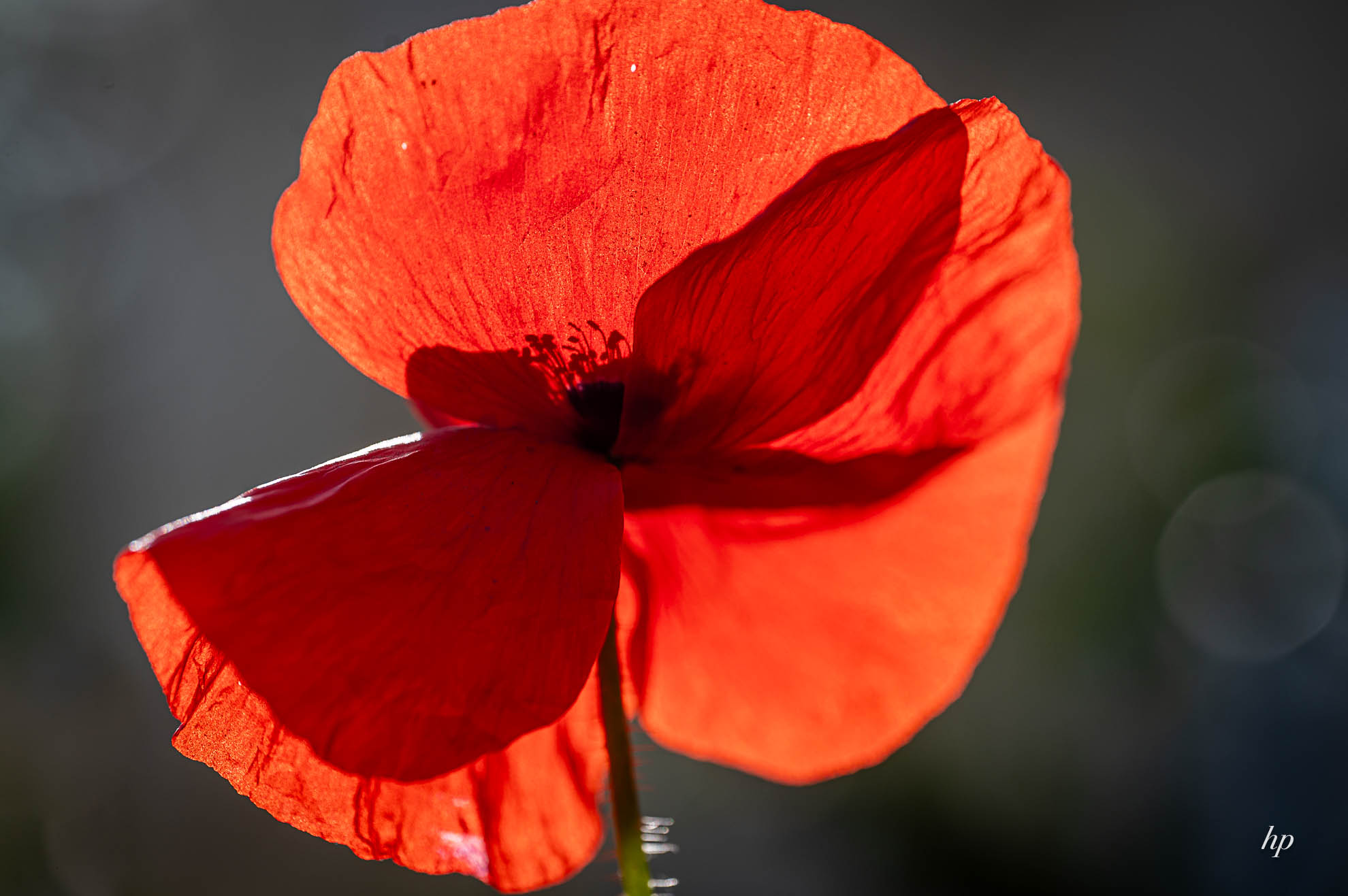 Roter Mohn