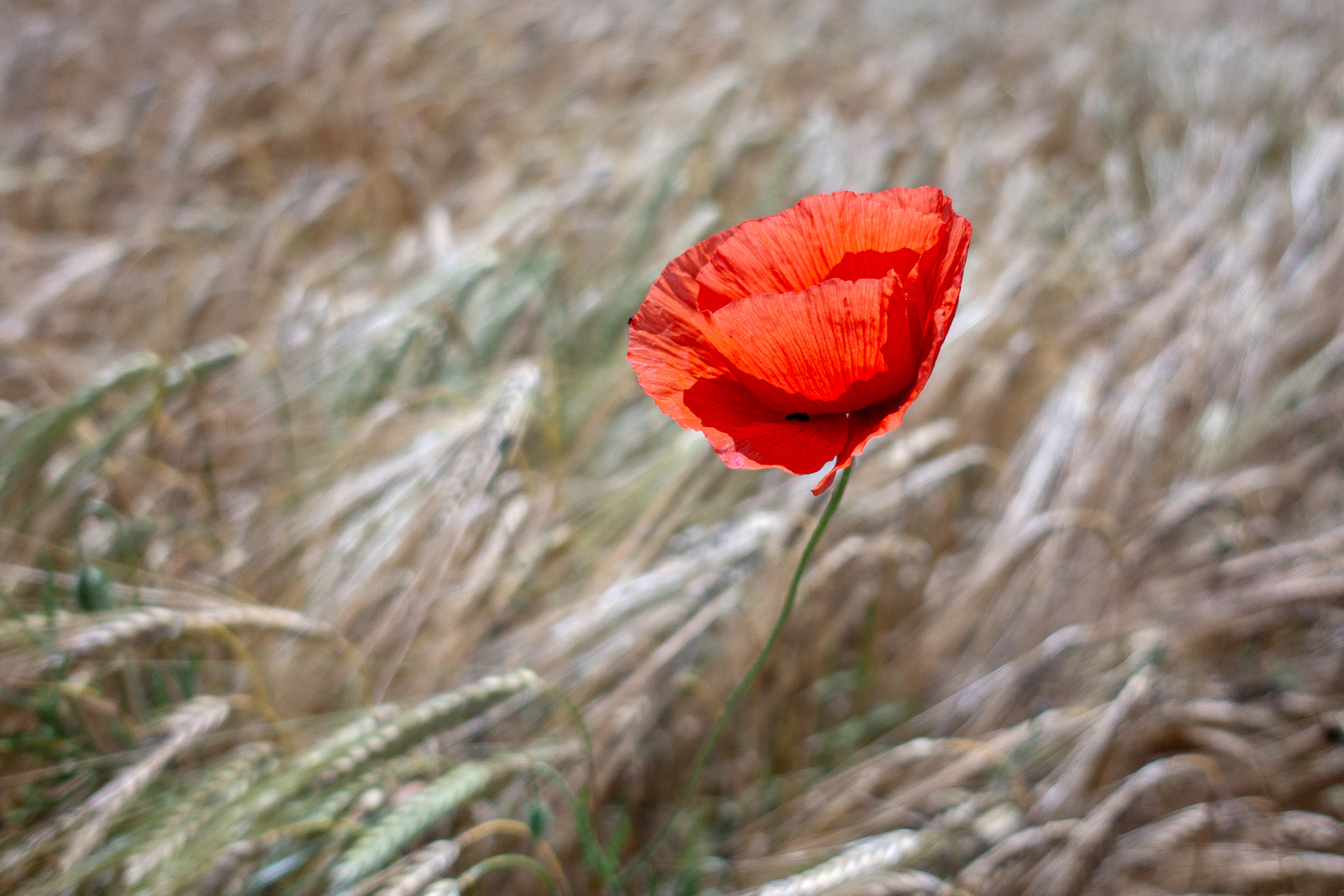Roter Mohn