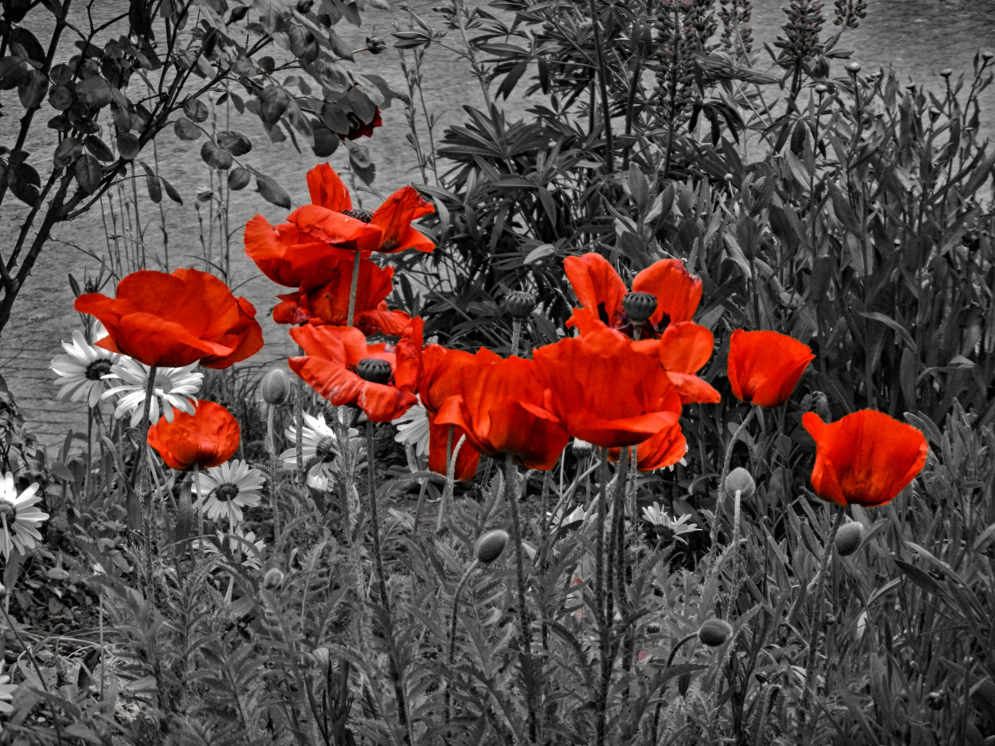Roter Mohn