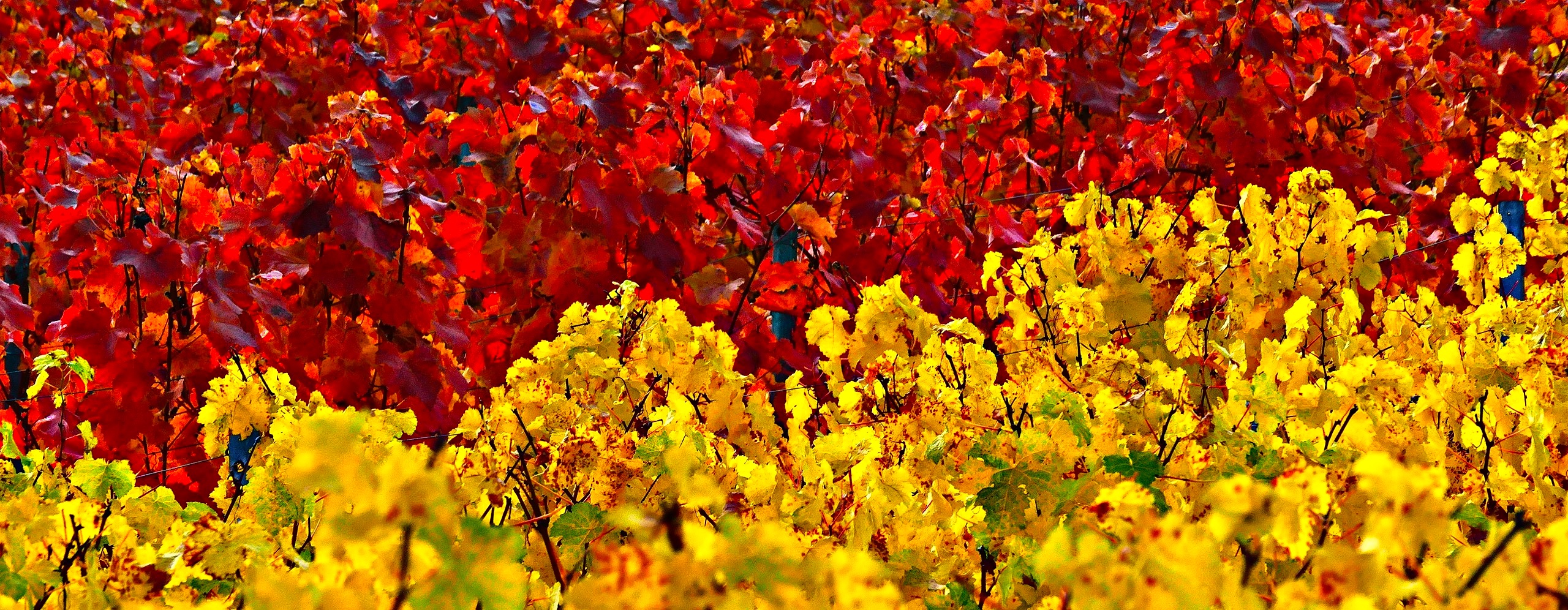 Roter und Weißer