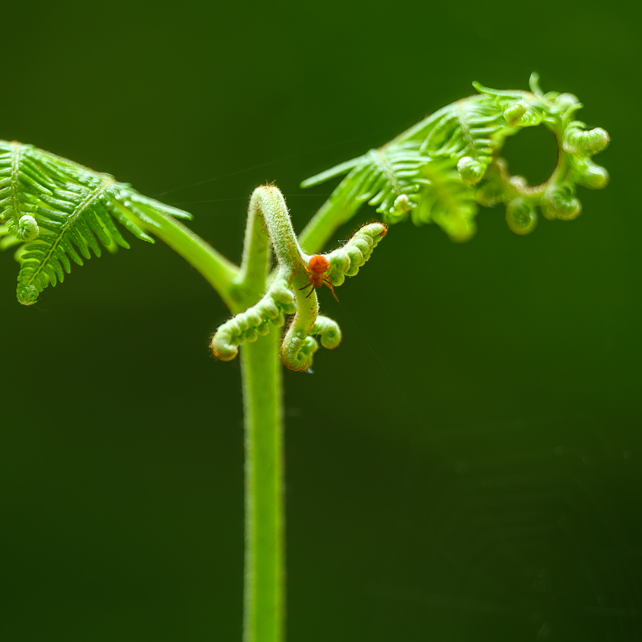 rotes Spinnlein