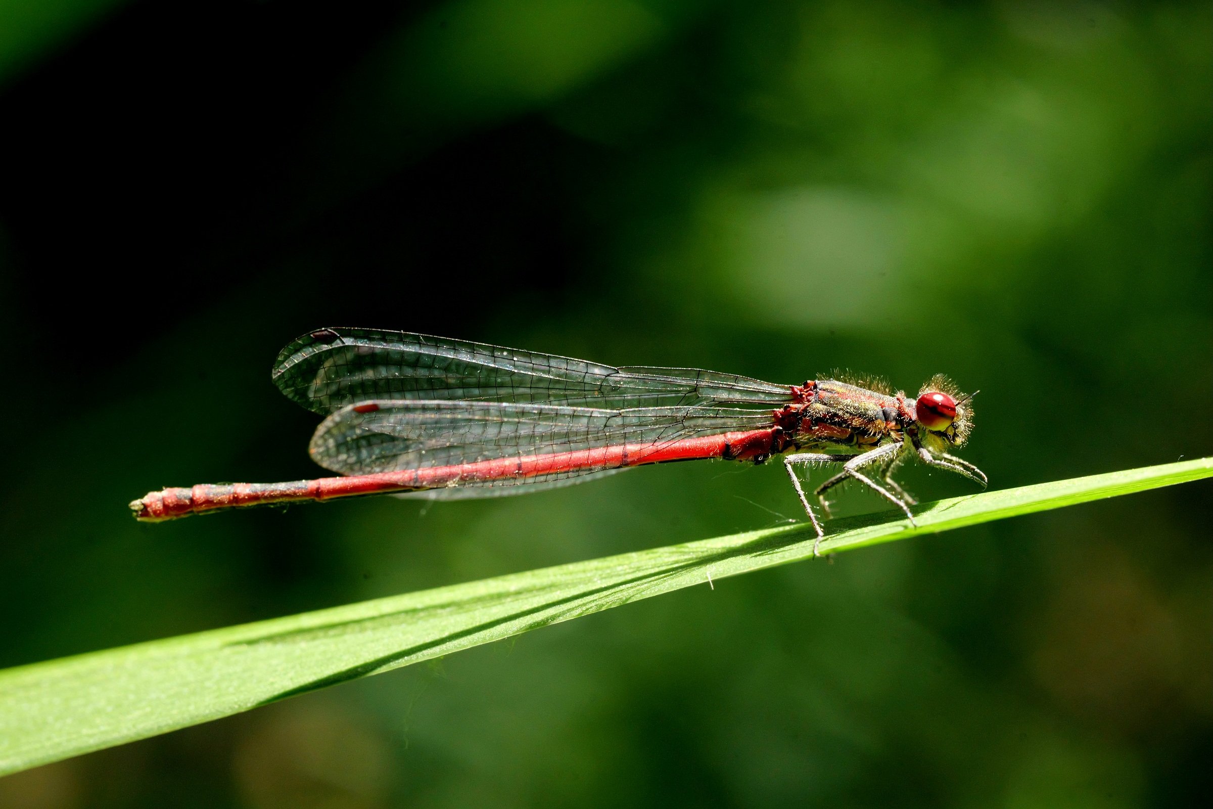 Rotes Stäbchen.