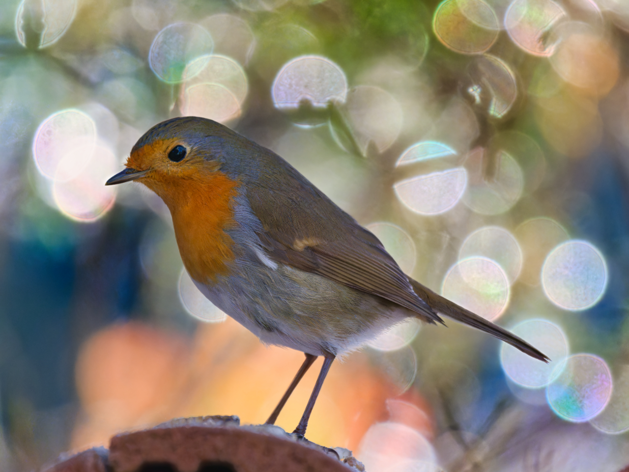 Rotkehlchen Bokeh