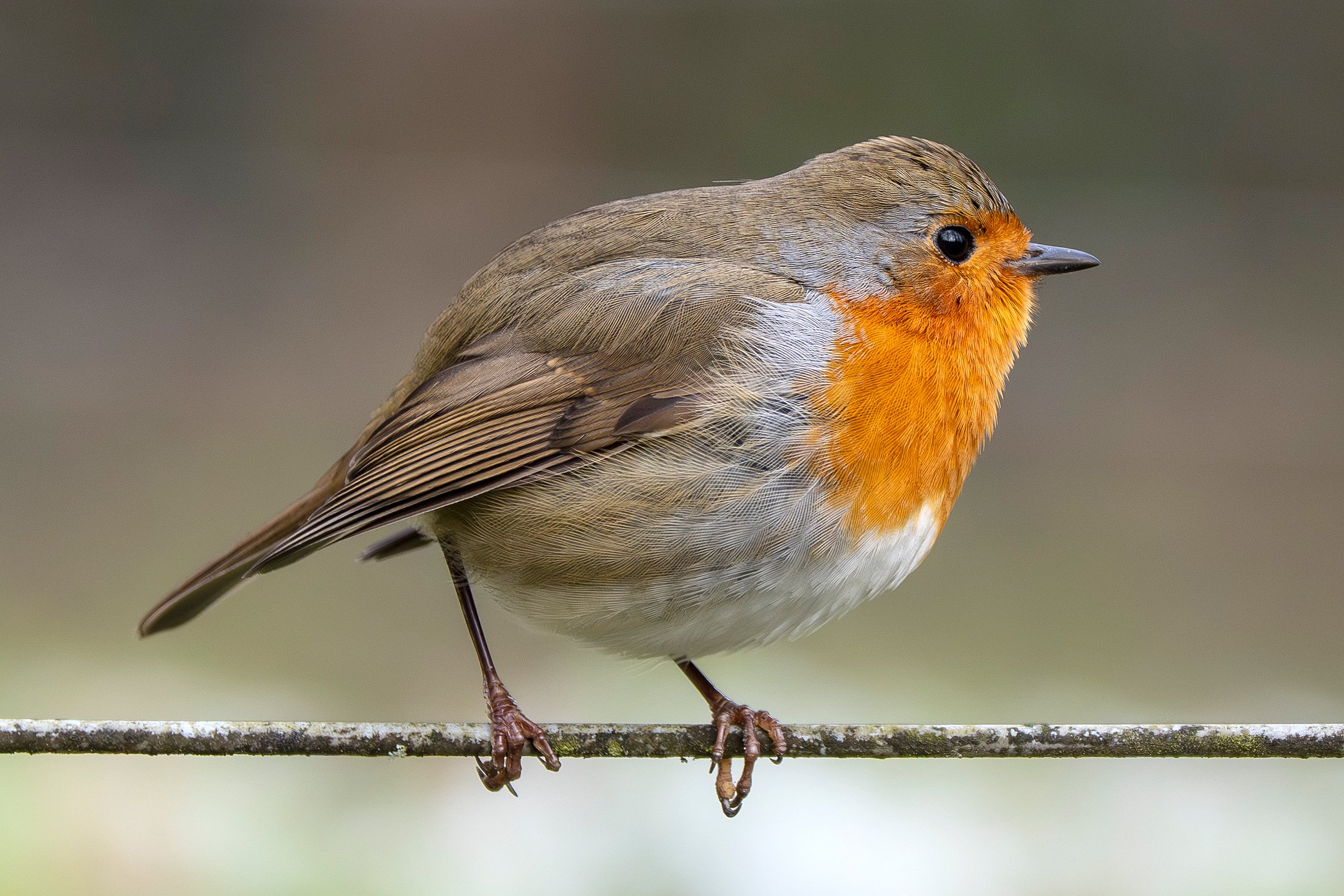 Rotkelchen in Startposition
