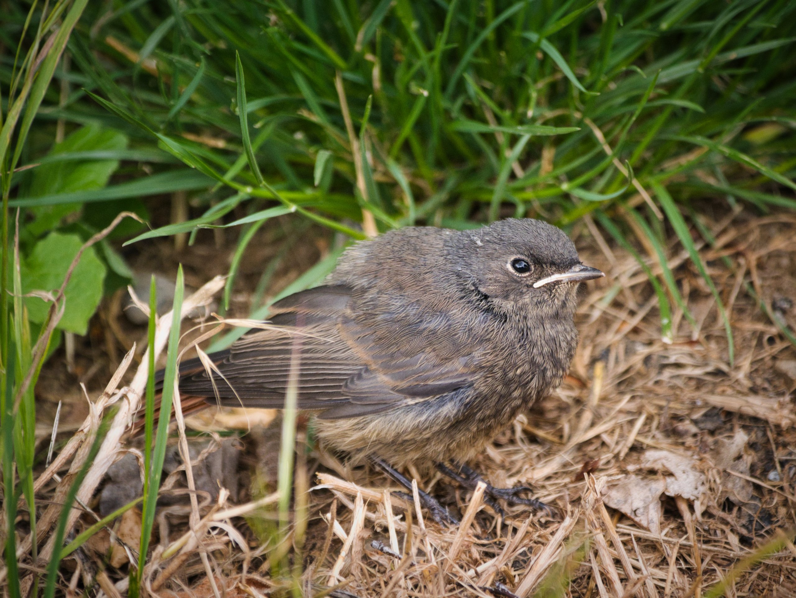 Rotschwänzchen Ästling
