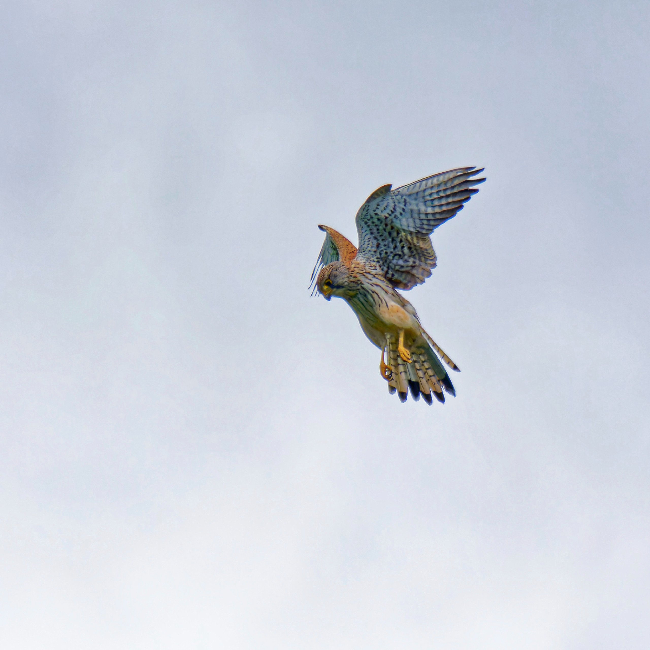 Rüttelflug