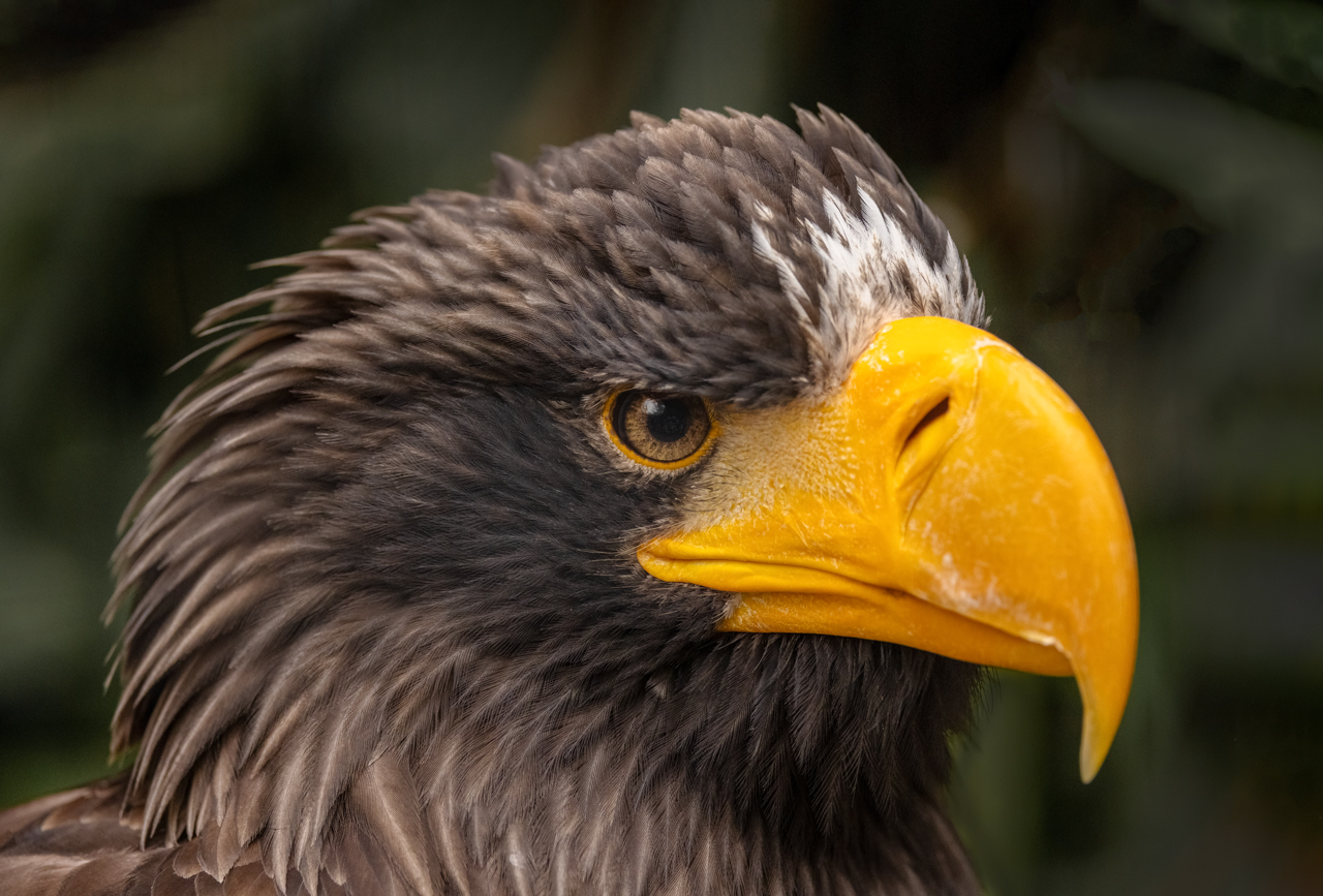 Russischerr Riesenseeadler...