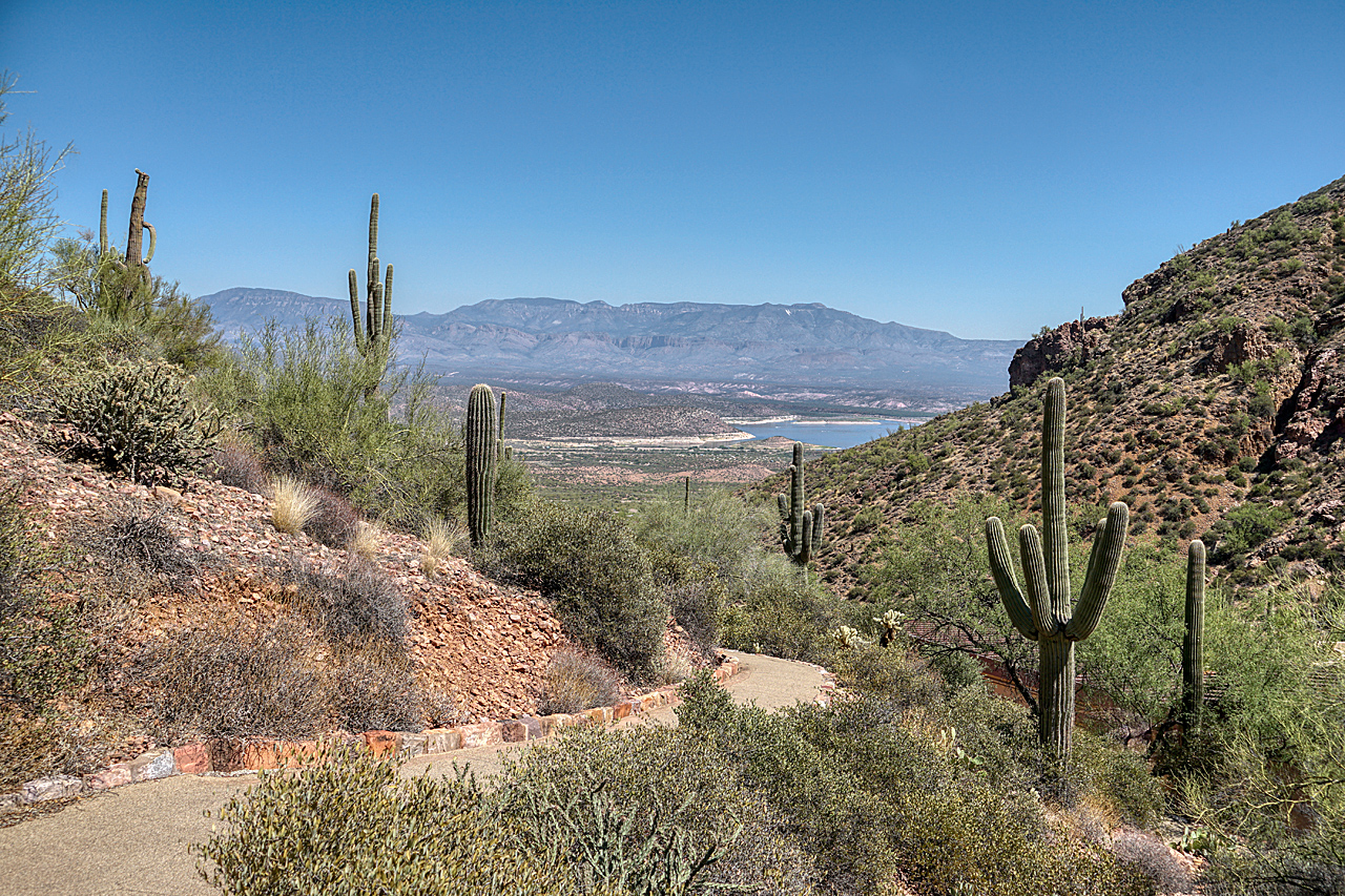 Saguaro Kakteen