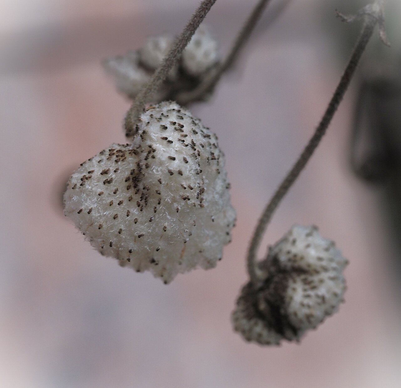 Samen der Herbstanemone