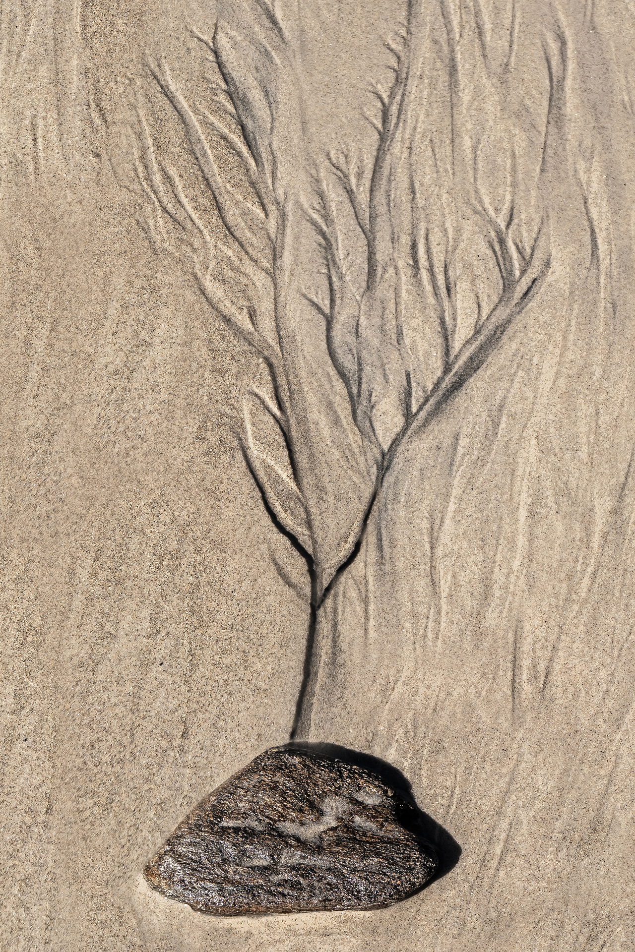 Sandbaum