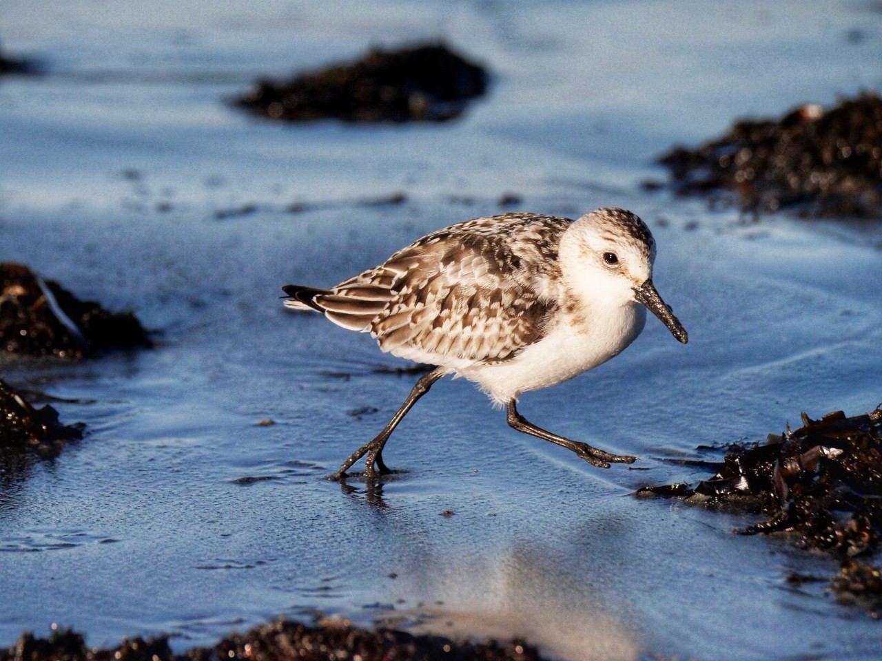 Sanderling.jpeg