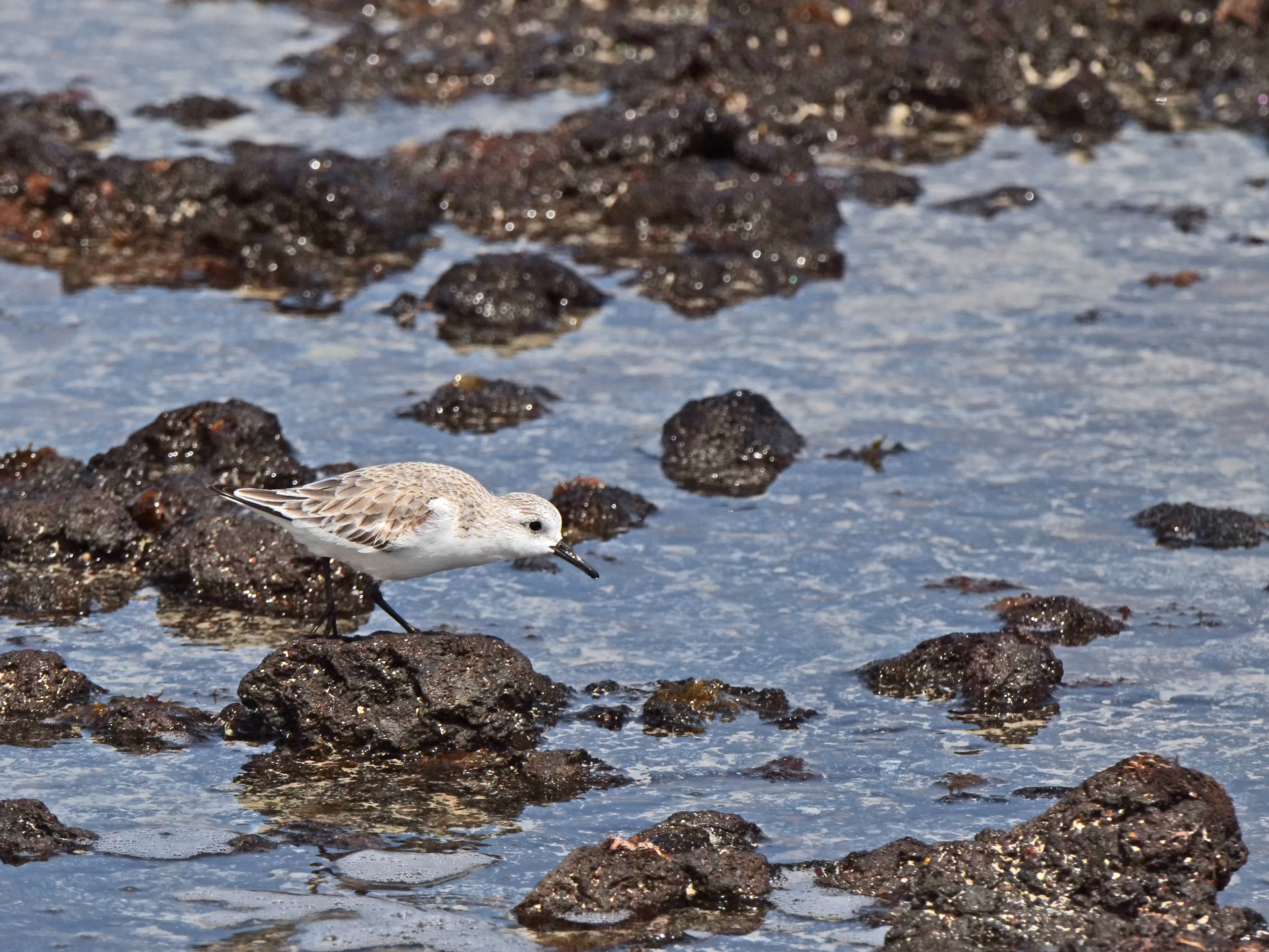 Sanderling
