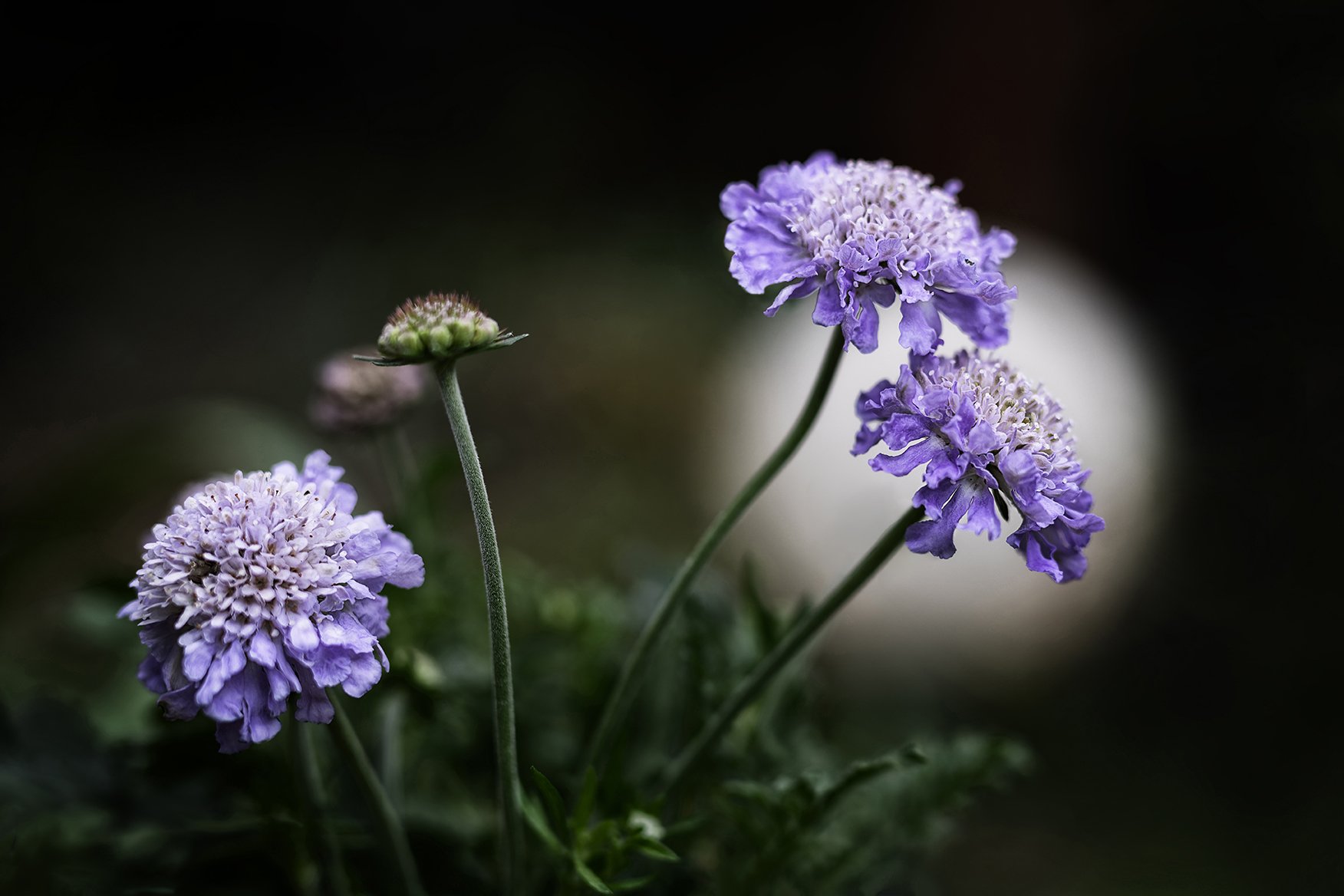 Scabiosa columbaria