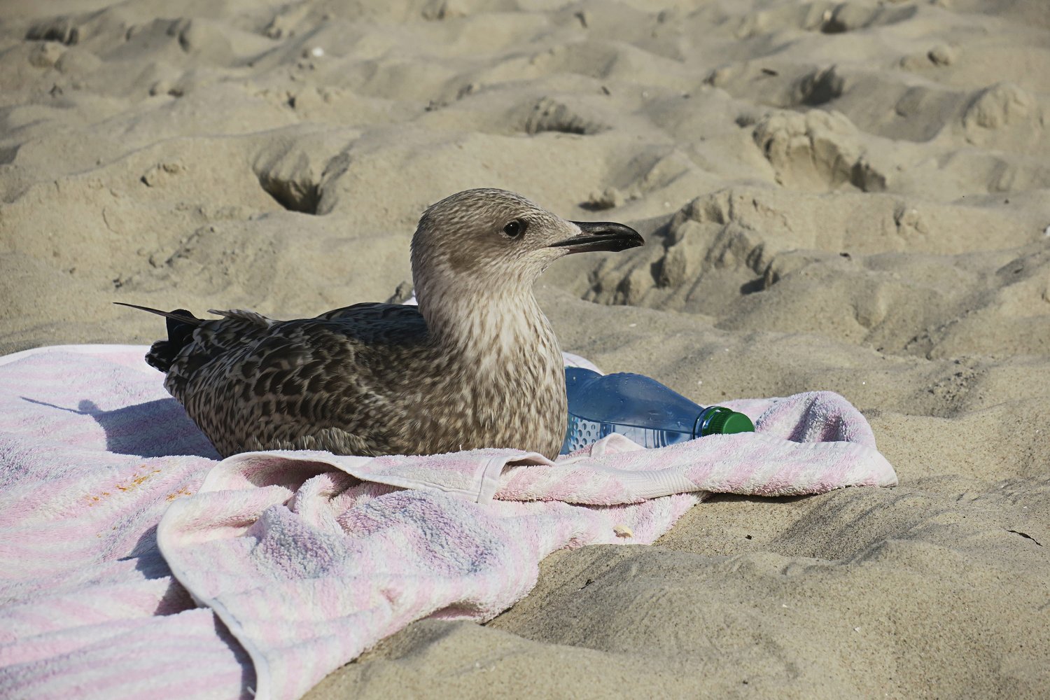 Sch... Sonnencreme vergessen
