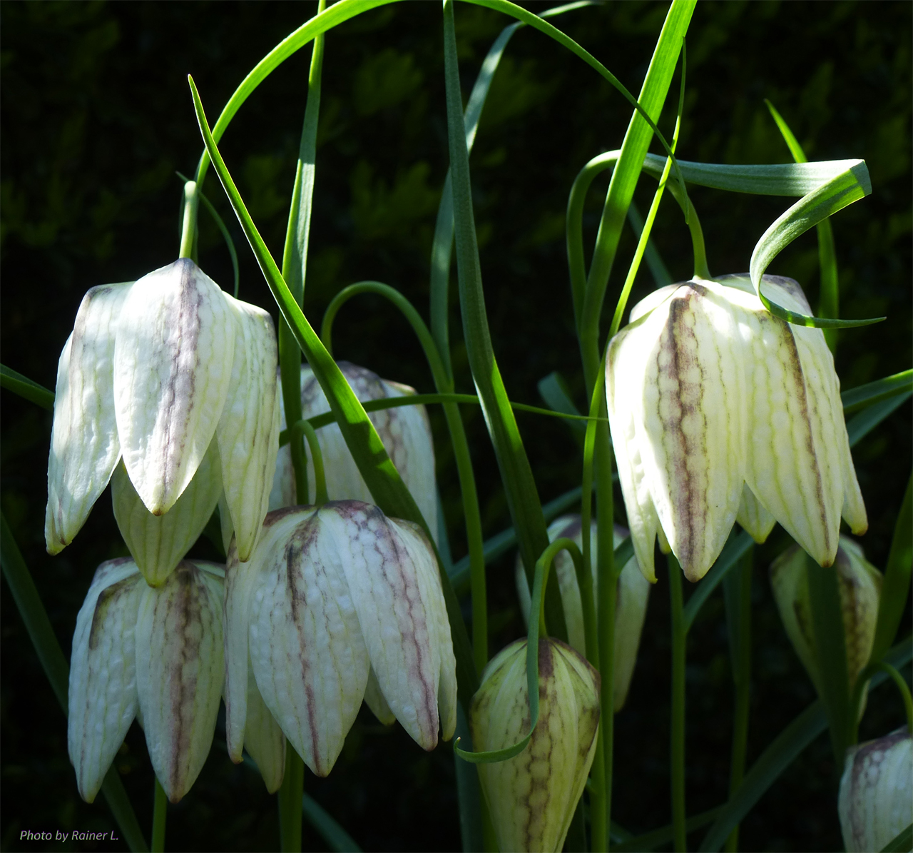 Schachbrettblumen,  weiße Version