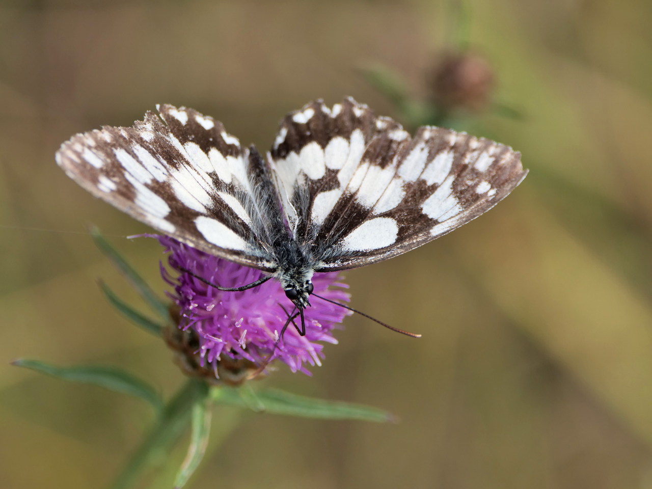 Schachbrettfalter