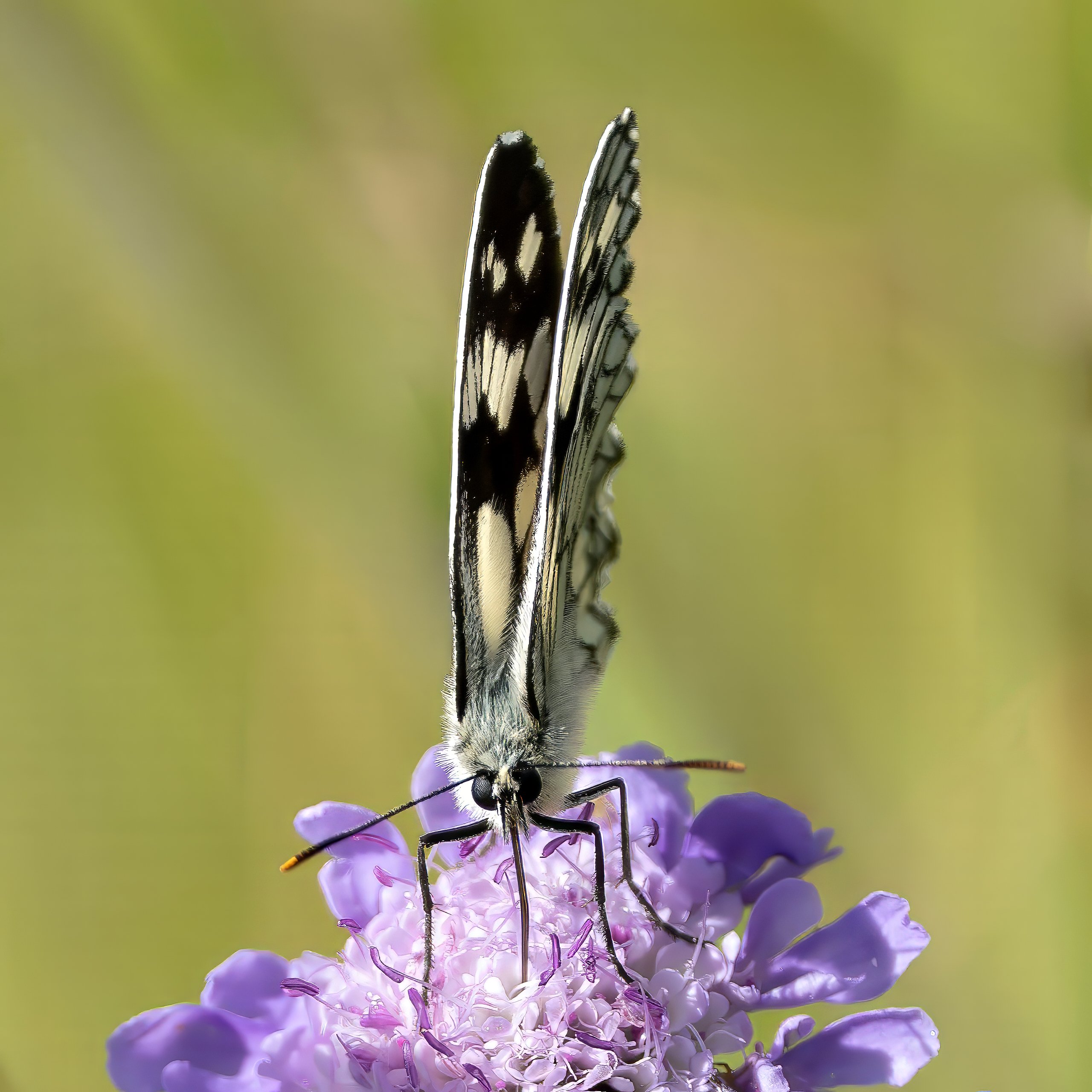Schachbrettfalter