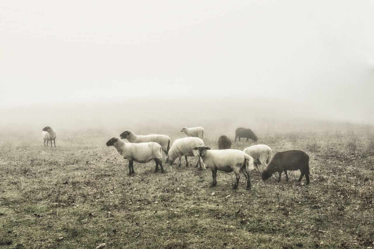 Schafe im Nebel