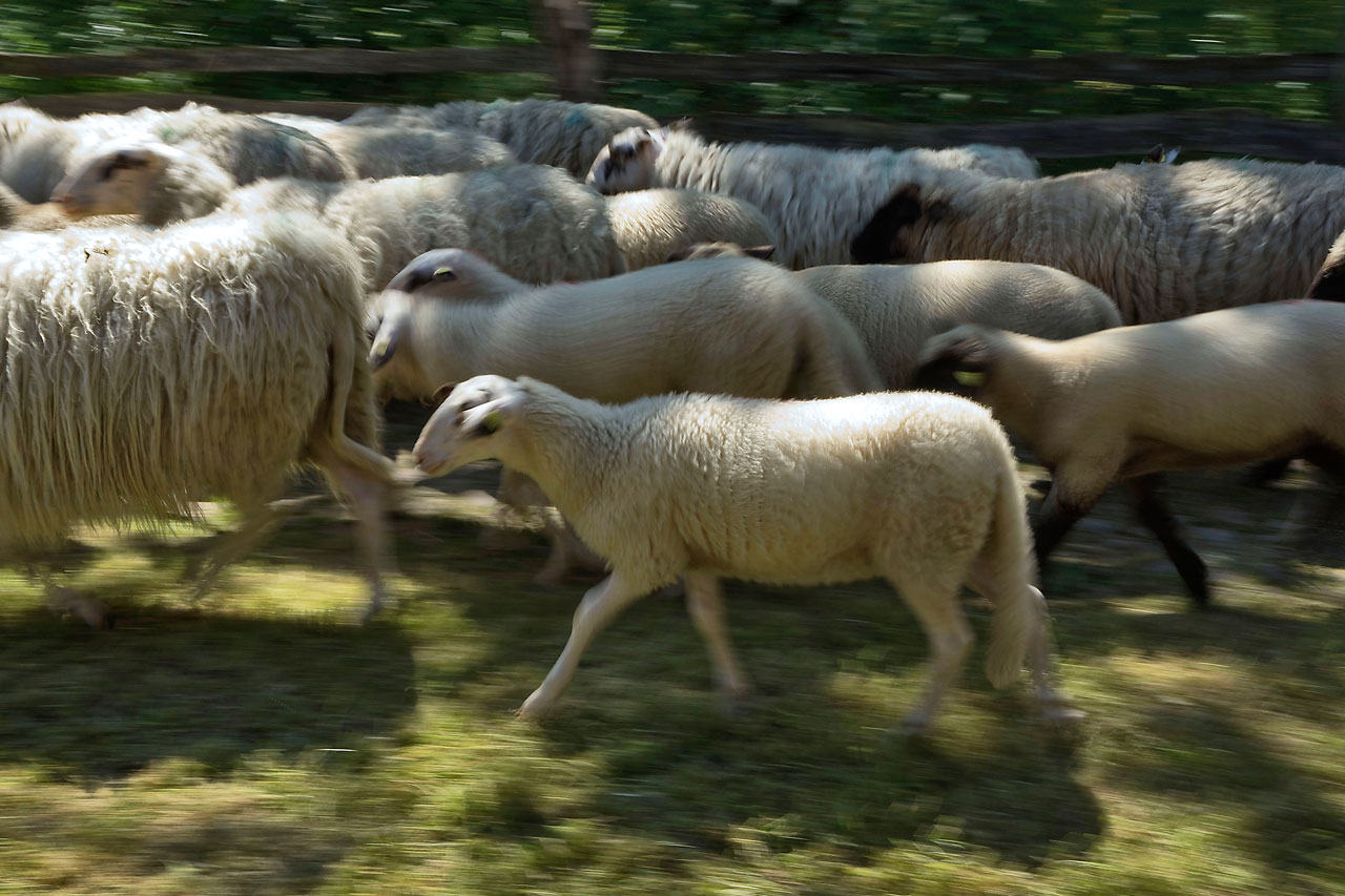 Schafe - Kopf gewaschen