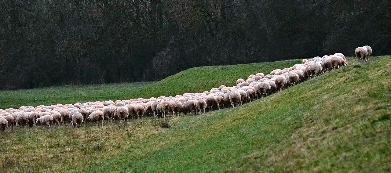 Schafherde auf dem Damm