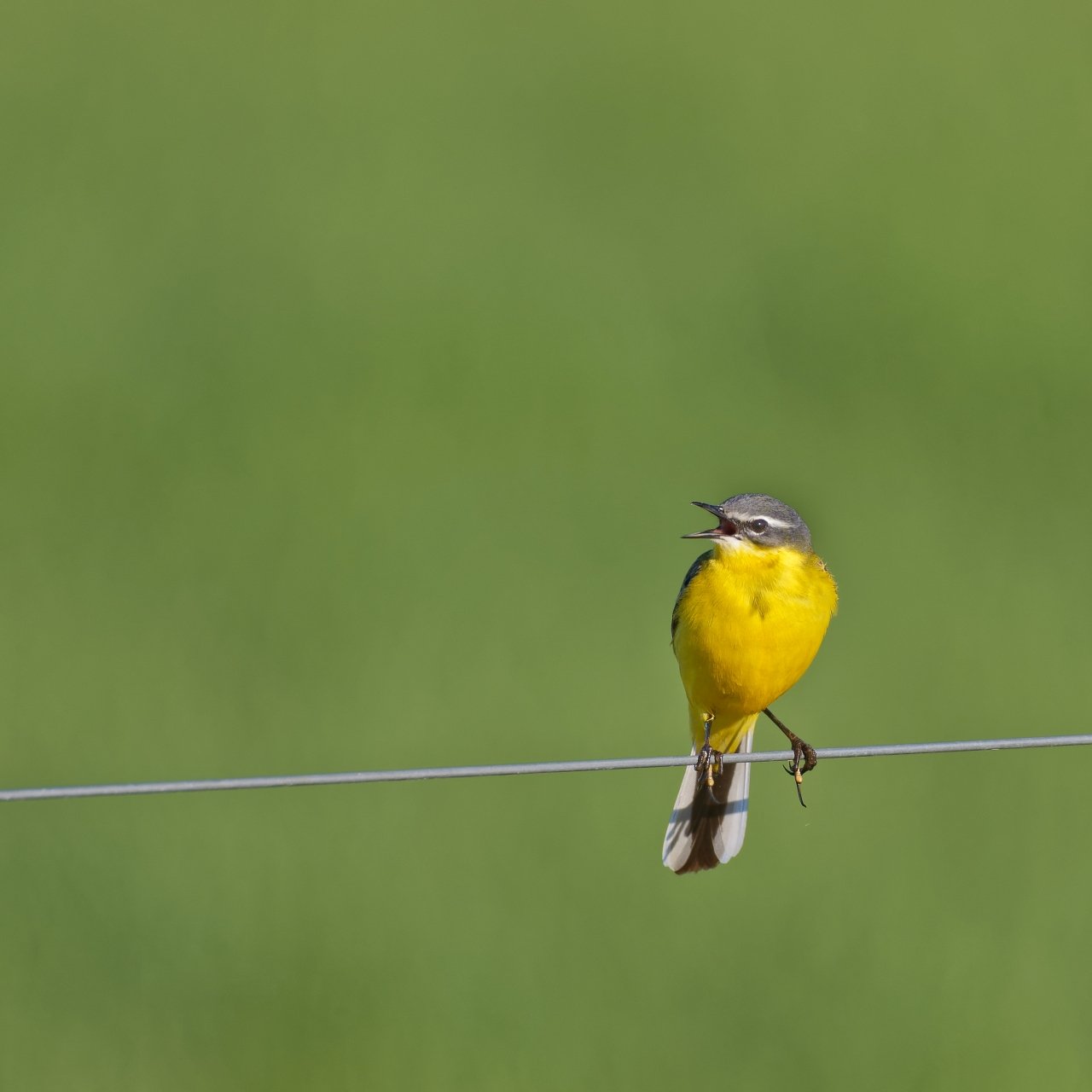 Schafstelze   (Ein Tag im Ochsenmoor)