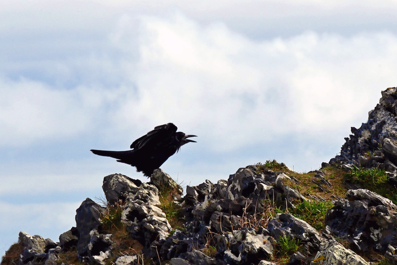 'Schatten' im Wind