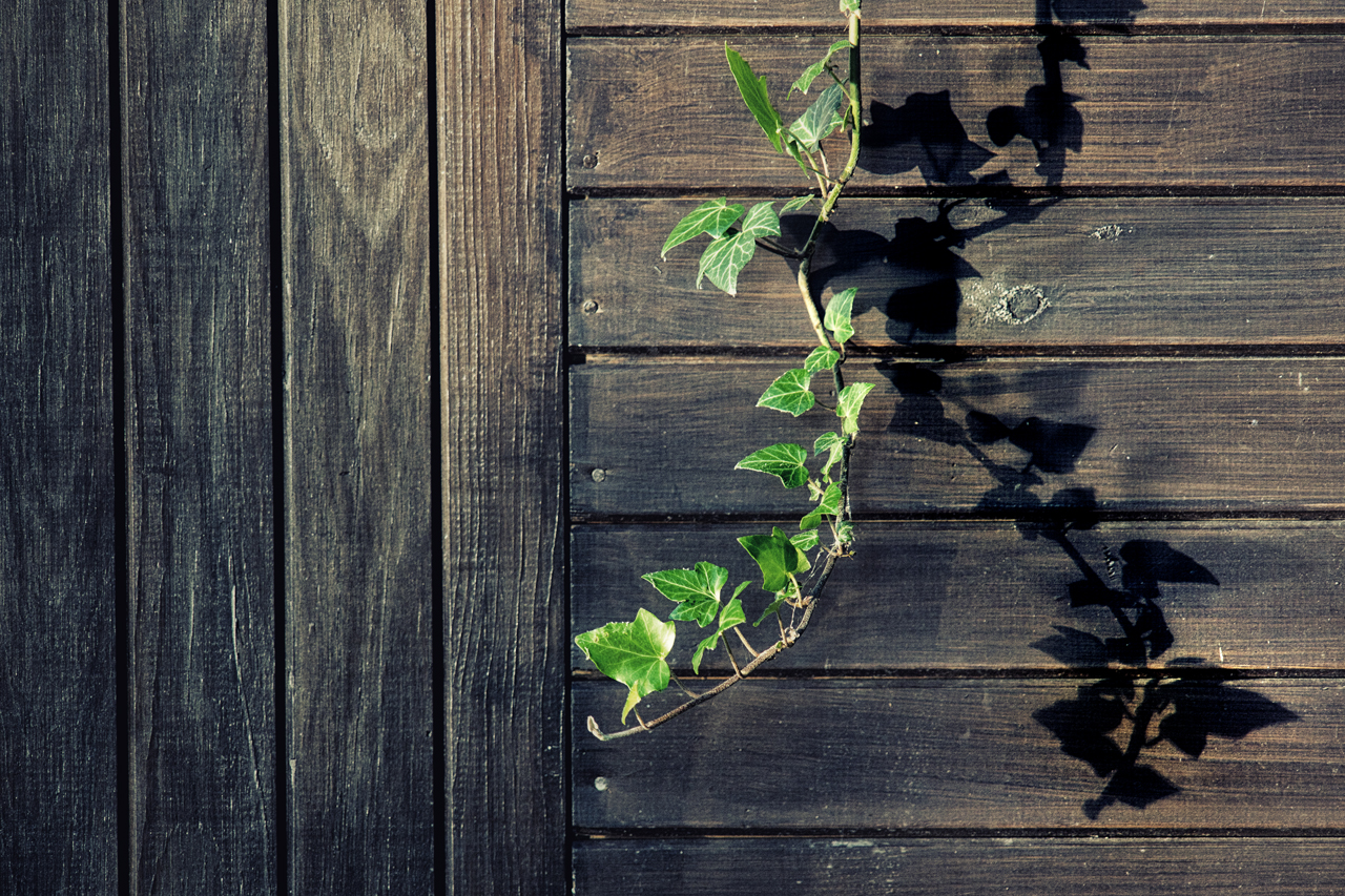 Schatten