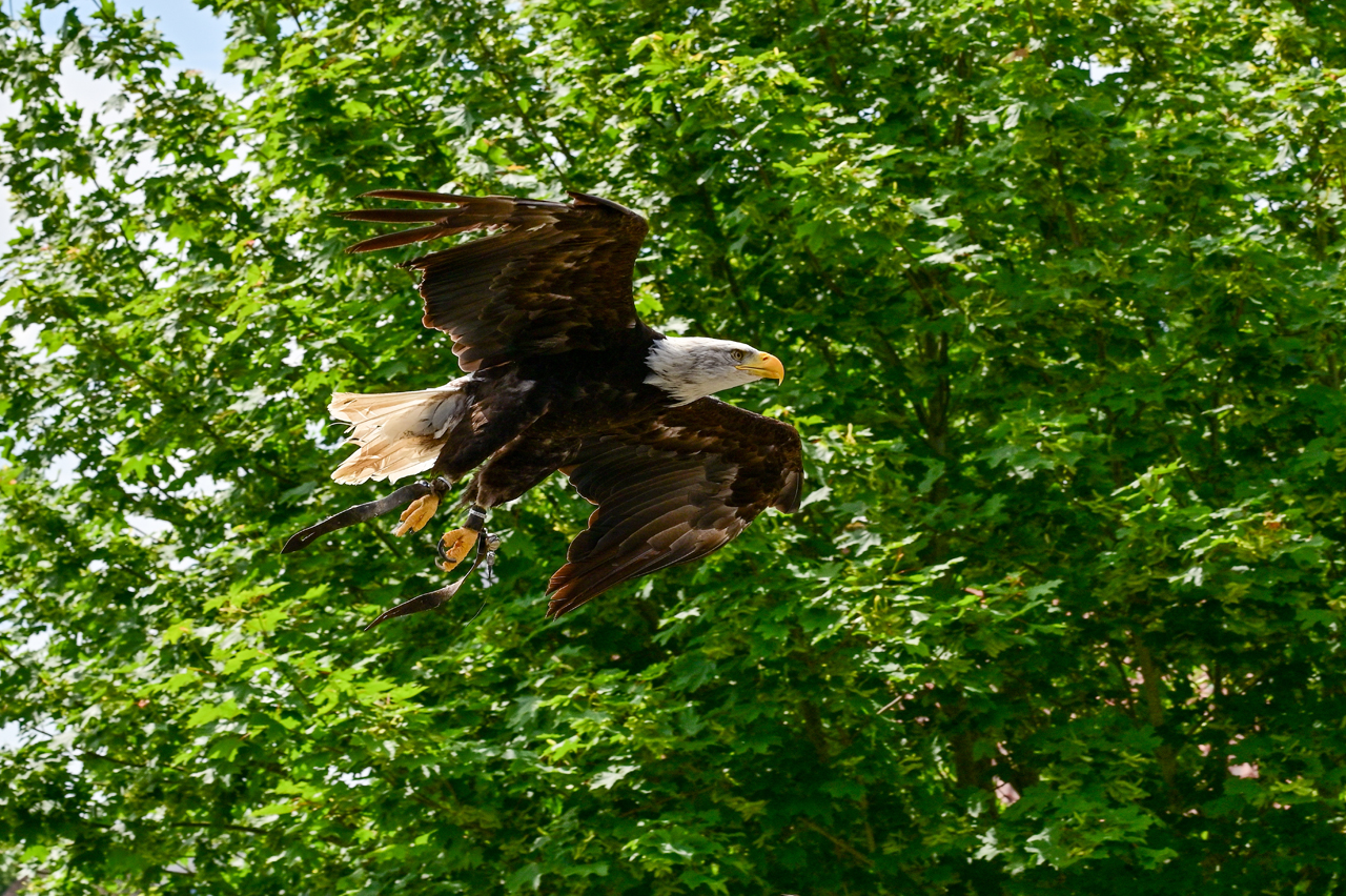 Schaufliegen